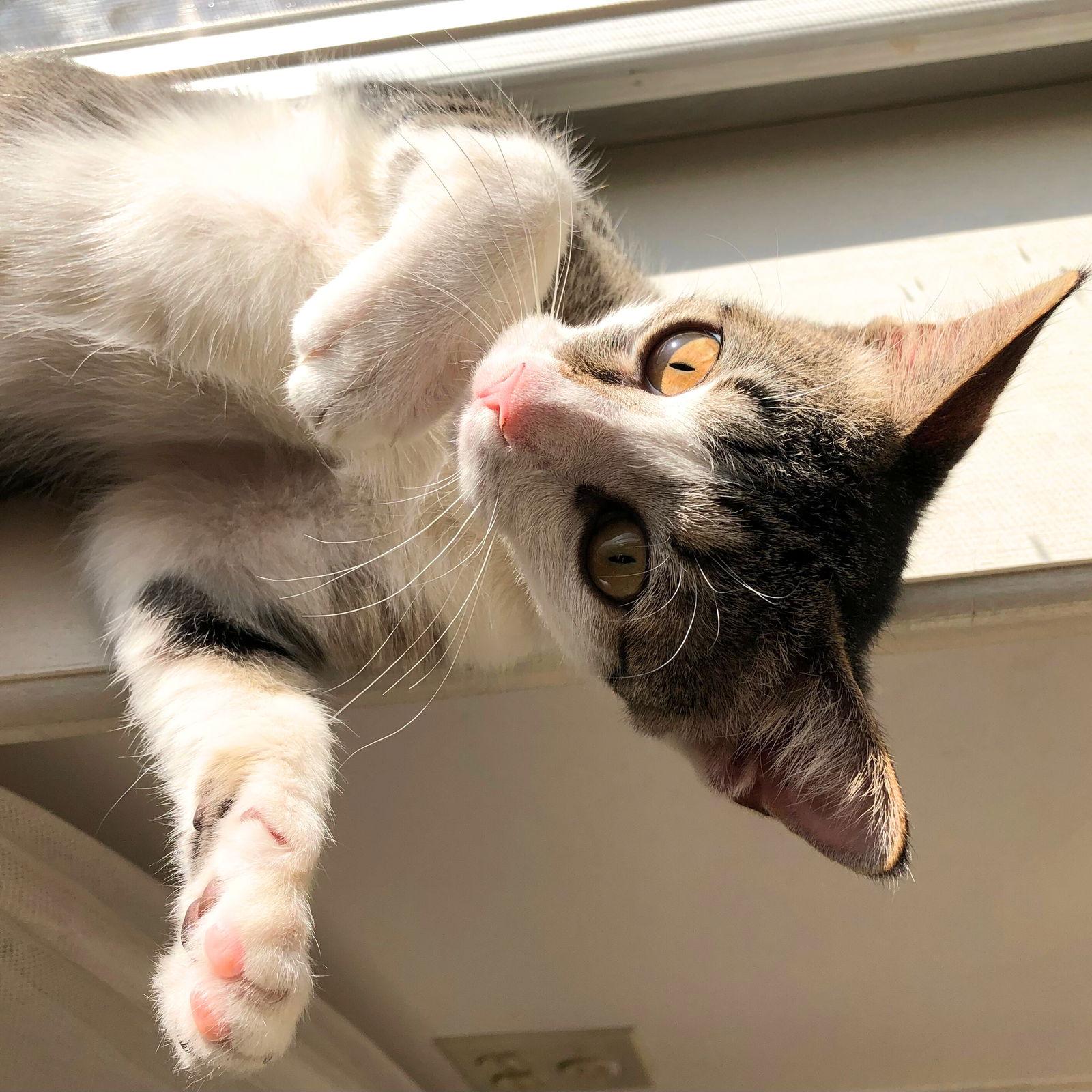 Polar Vortex, a Adopted Domestic Short Hair in Brooklyn, NY image 3/3