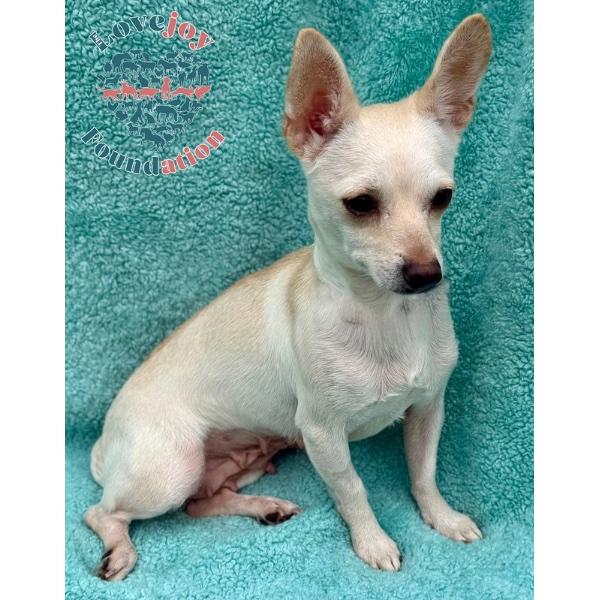 Mashed Potato, Adoptable, Young Female Chihuahua.