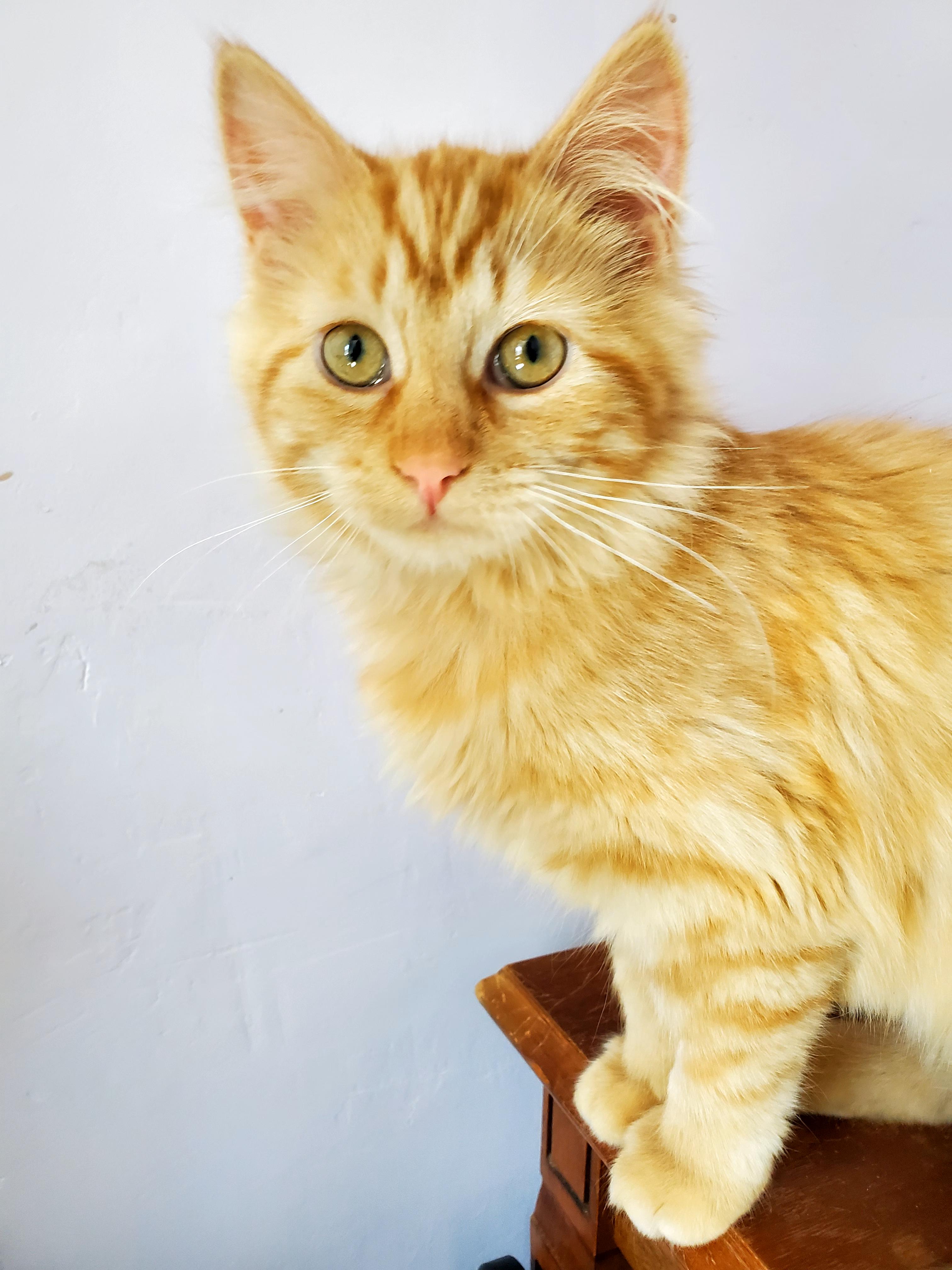 Enlarge Milo (& Maya), an adopted mixed breed in Gladwin, MI image 4/6