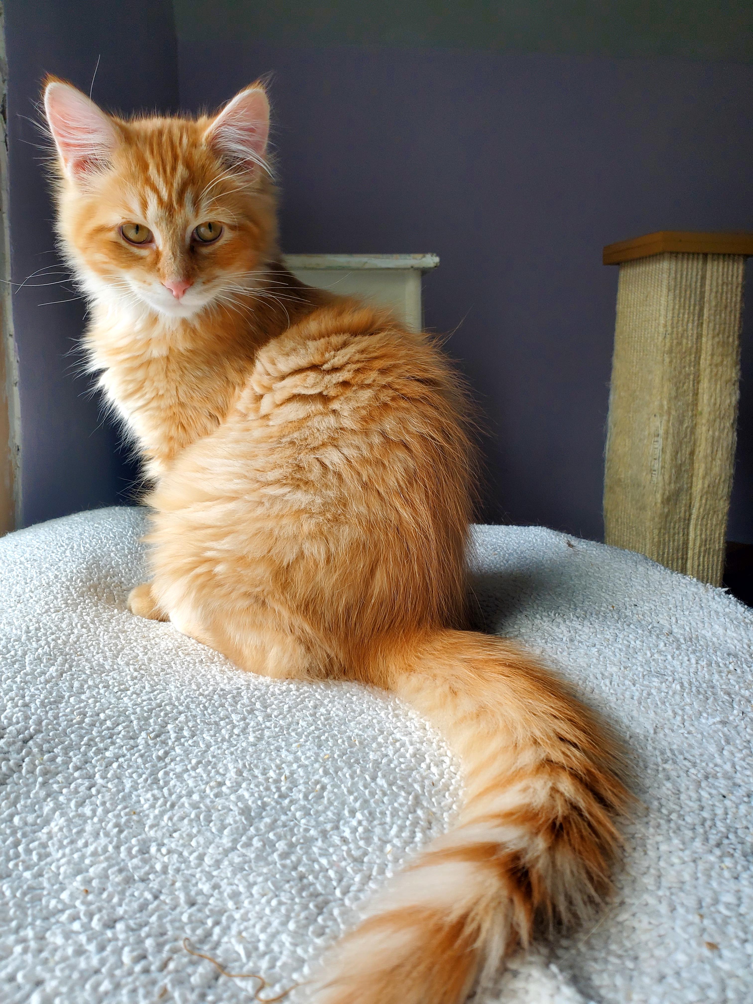 Milo (& Maya?), Adoptable, Kitten Male Maine Coon.