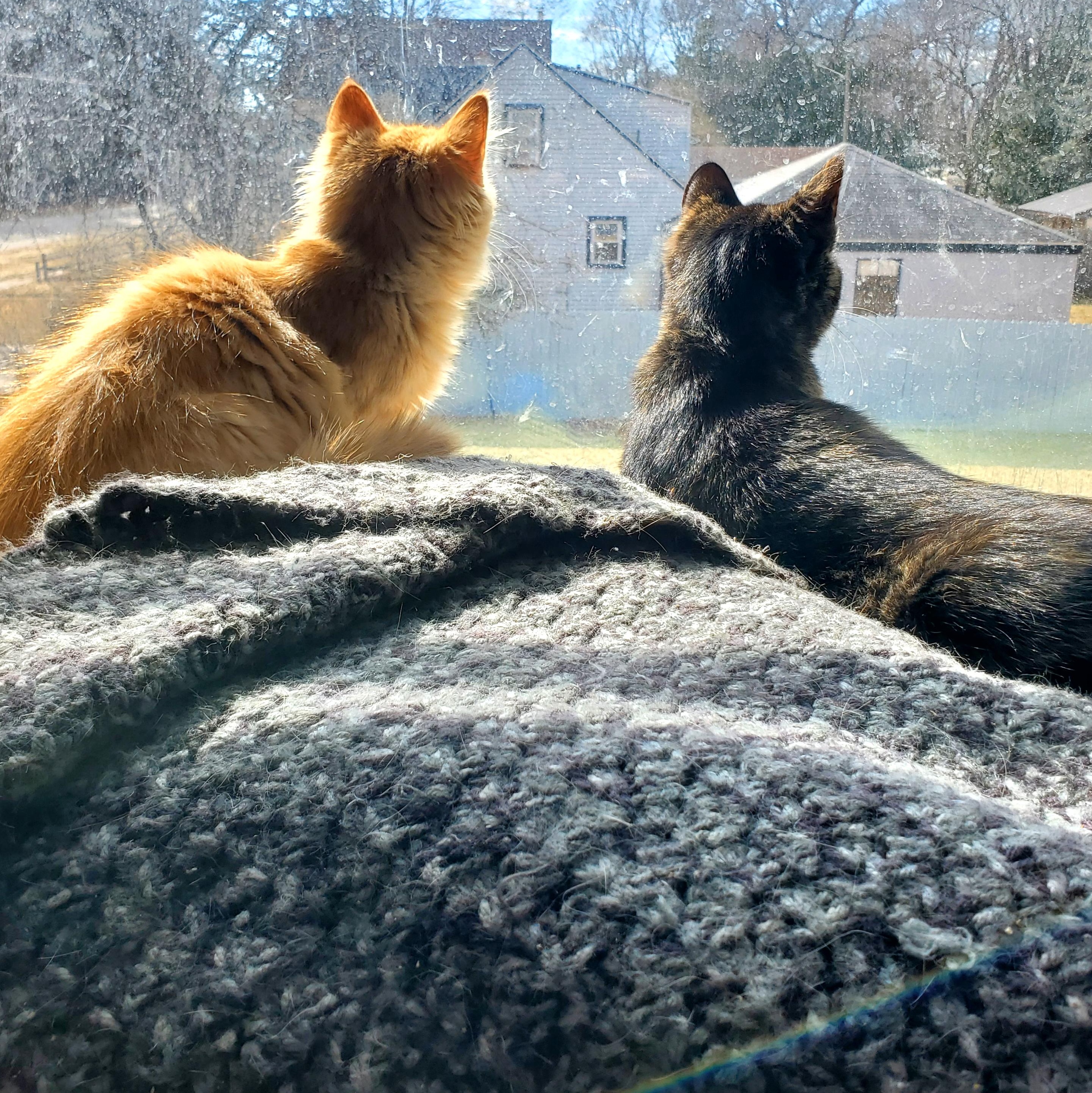 Enlarge Milo (& Maya), an adopted mixed breed in Gladwin, MI image 6/6