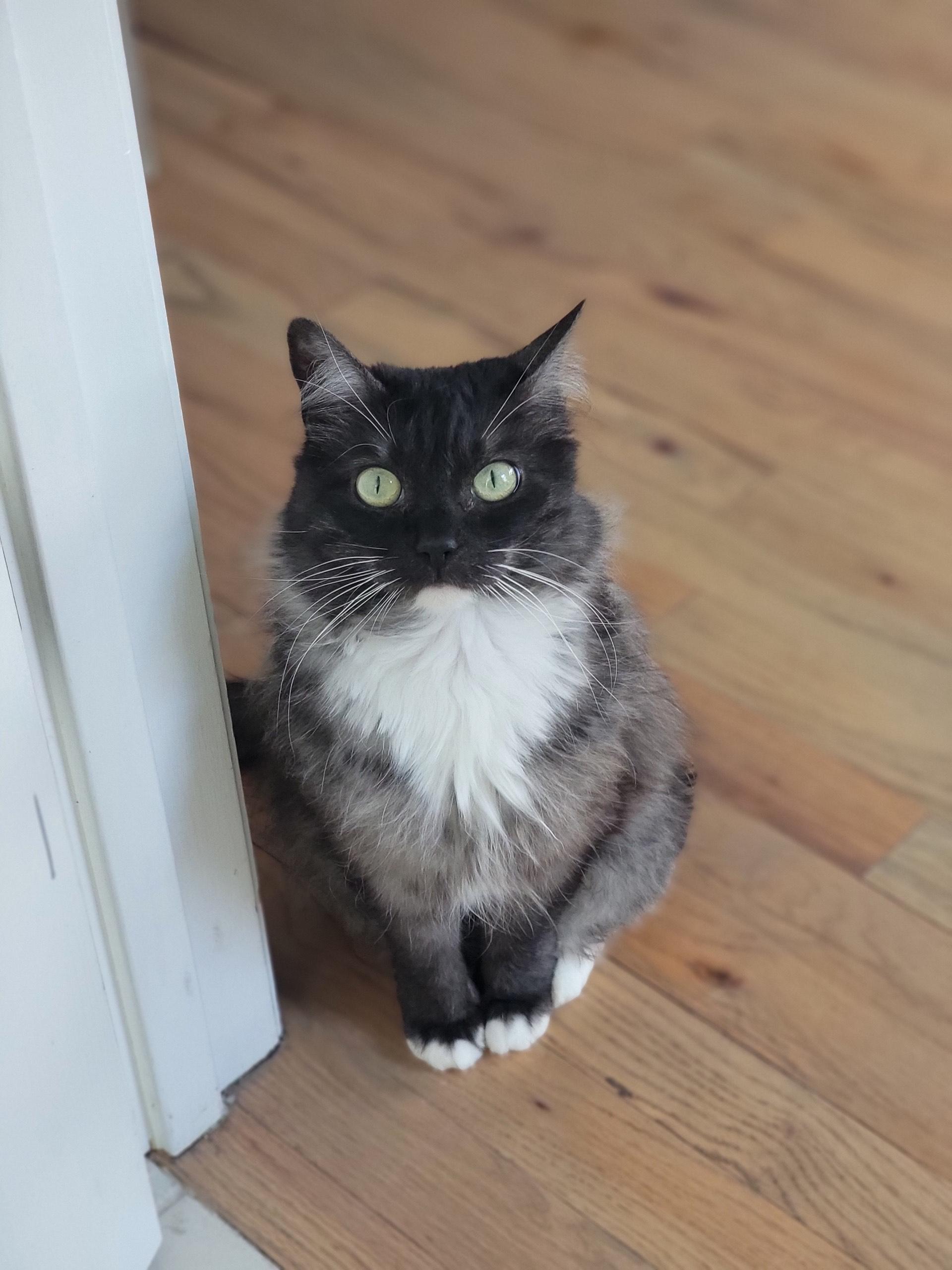 Ariel, a Adoptable Domestic Long Hair in Hixson, TN image 6/6
