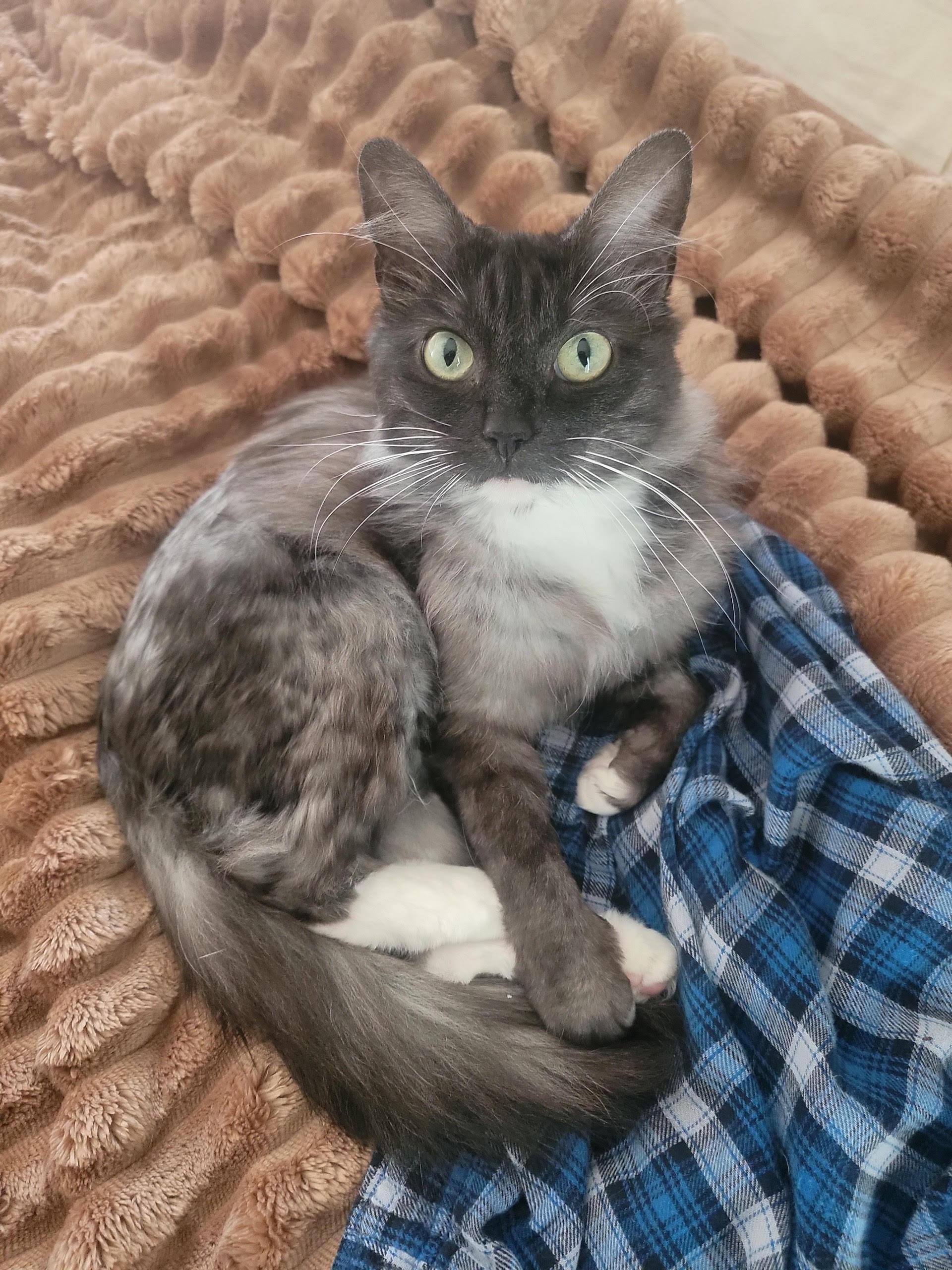 Ariel, Adoptable, Young Female Domestic Long Hair.