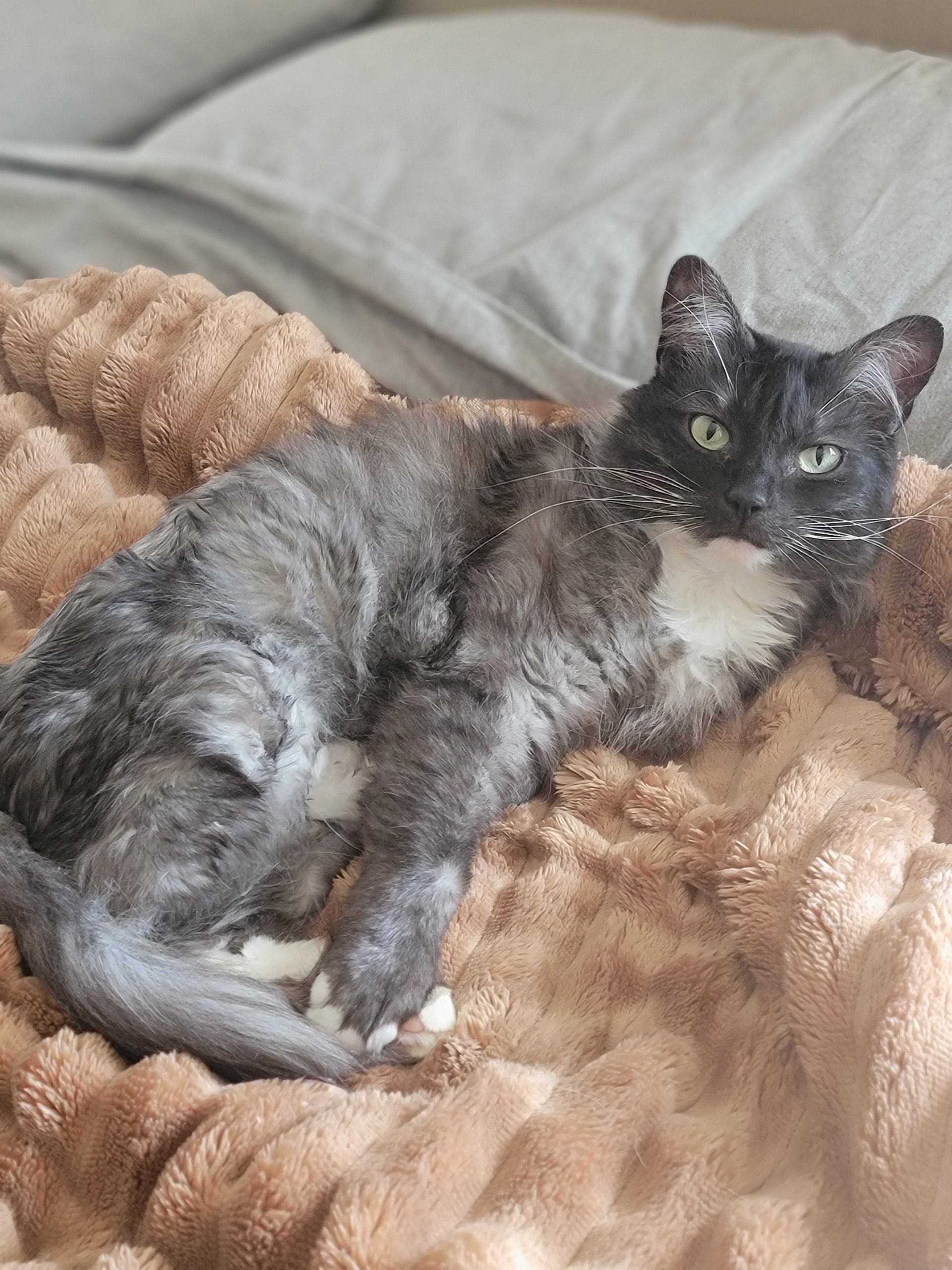 Ariel, a Adoptable Domestic Long Hair in Hixson, TN image 5/6