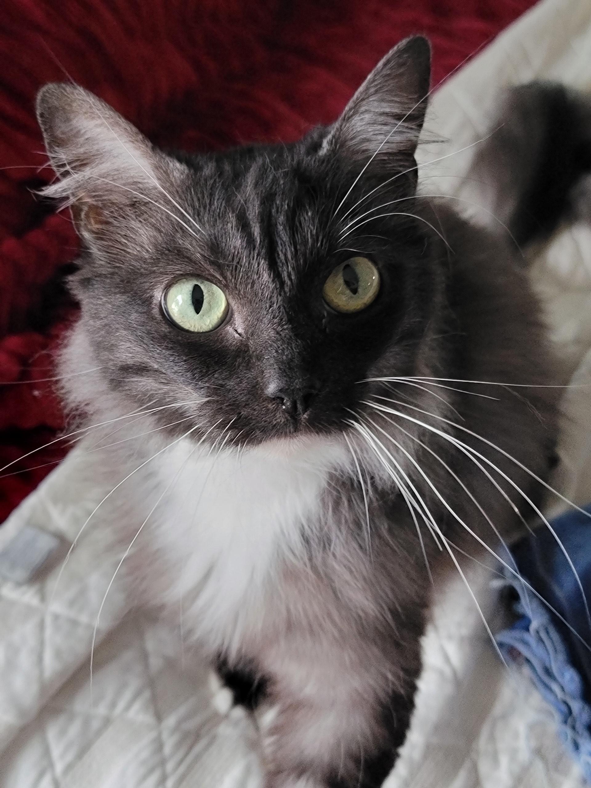 Ariel, a Adoptable Domestic Long Hair in Hixson, TN image 3/6