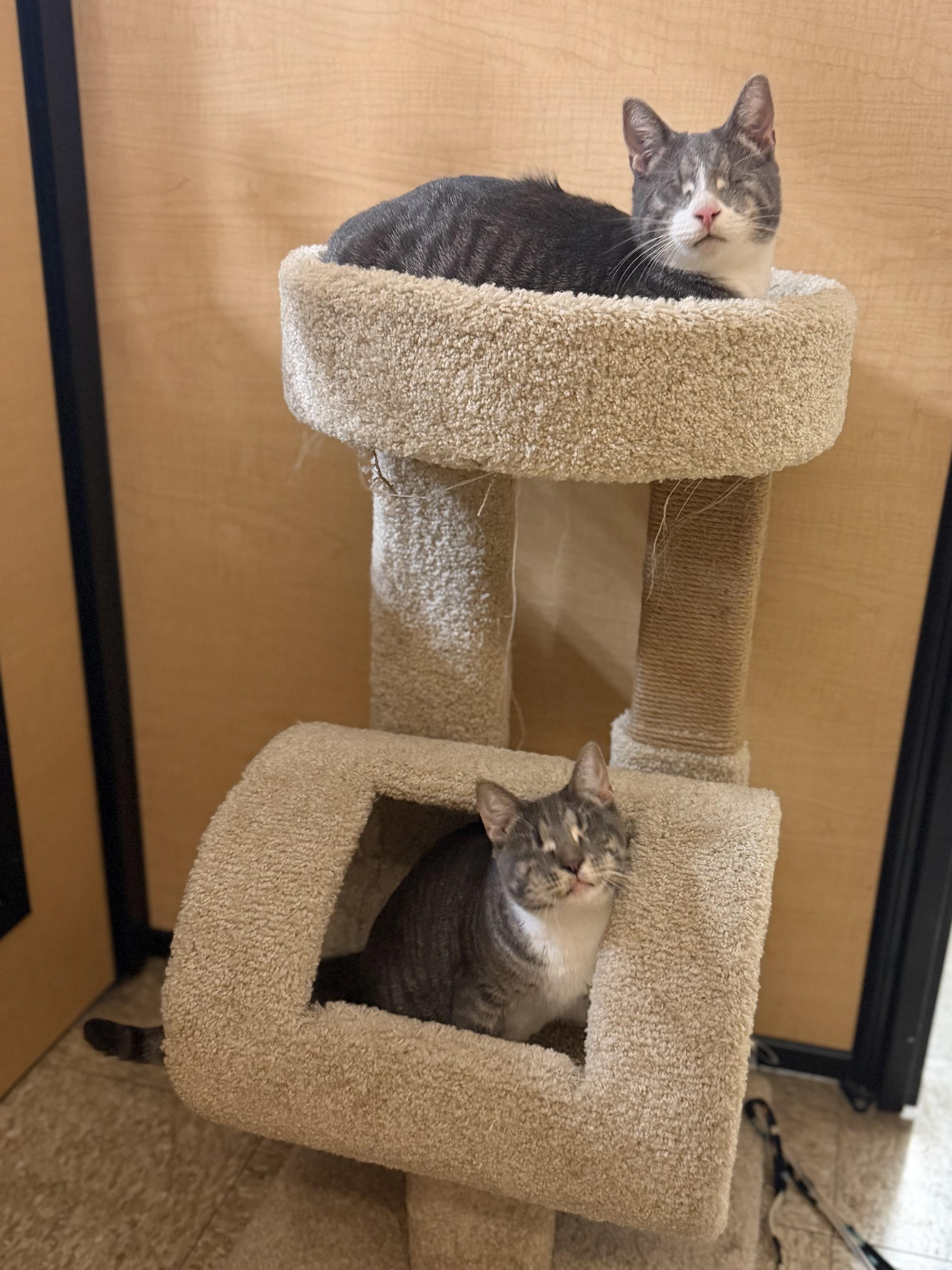 Enlarge Lia, an adoptable Domestic Short Hair in Springfield, PA image 3/6