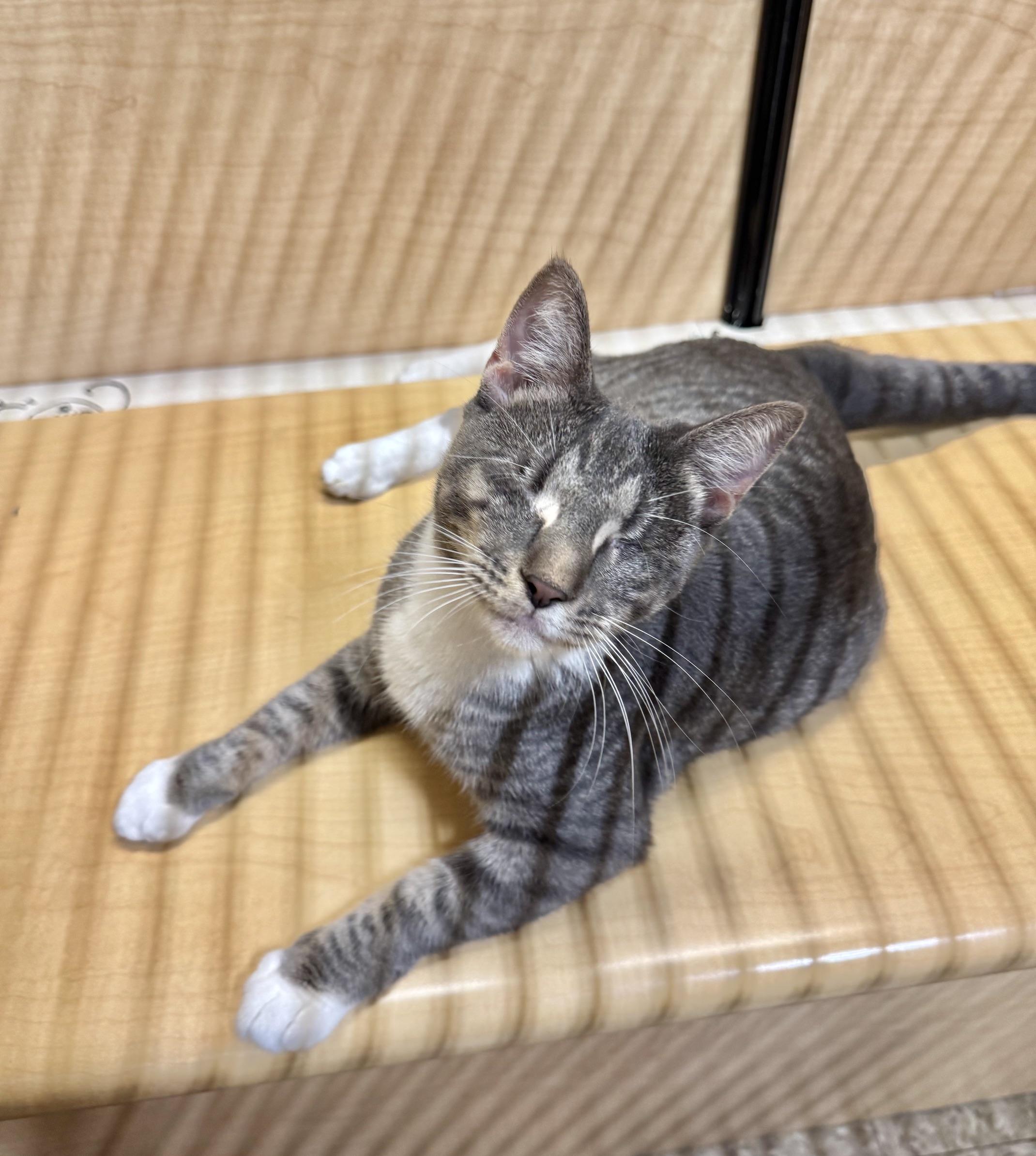 Enlarge Lia, an adoptable Domestic Short Hair in Springfield, PA image 1/6