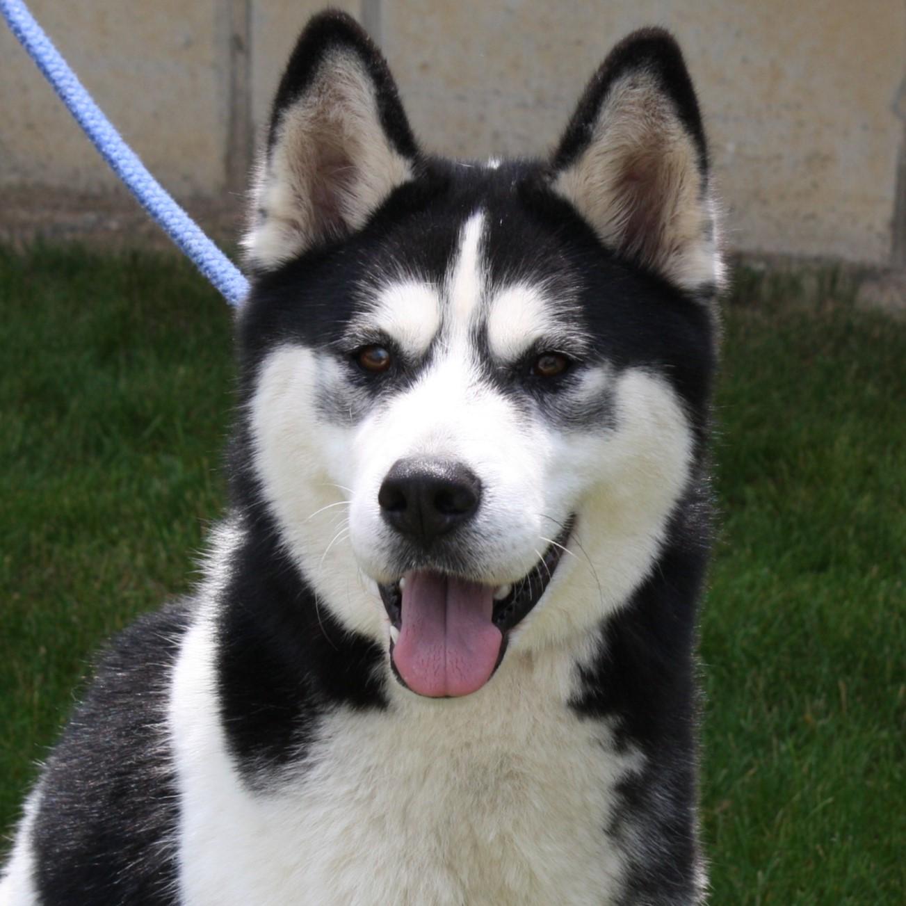 Jersik, Adoptable, Young Male Siberian Husky.