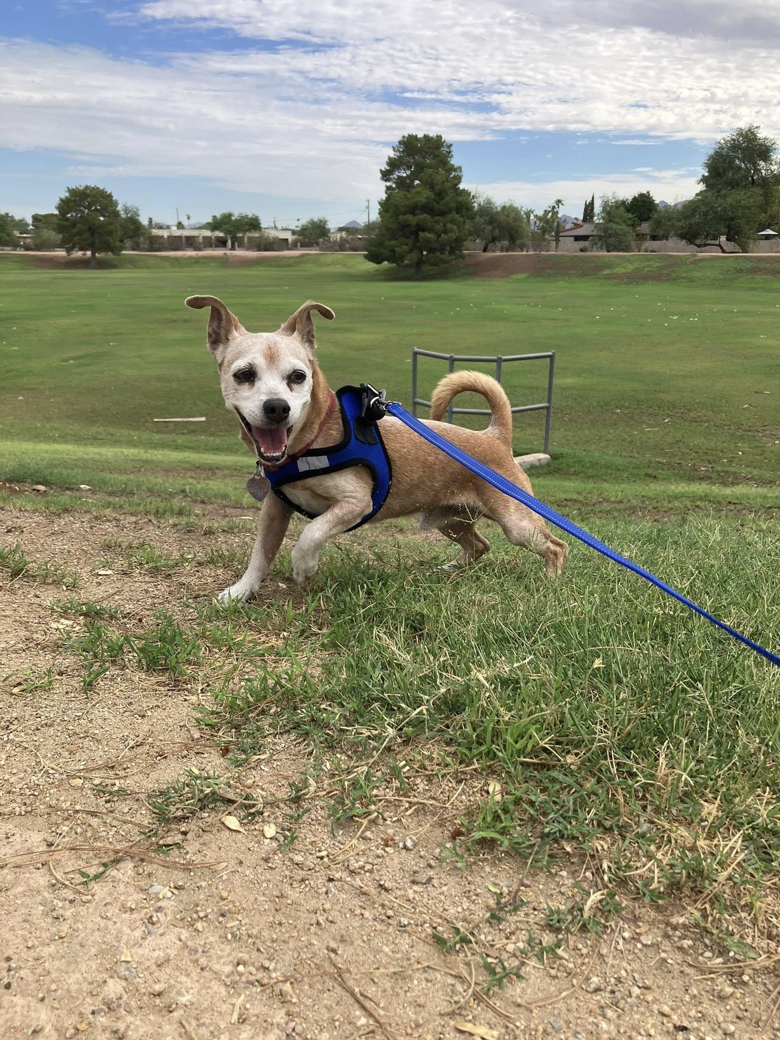 PJ, a Adoptable Chihuahua in Scottsdale, AZ image 3/3