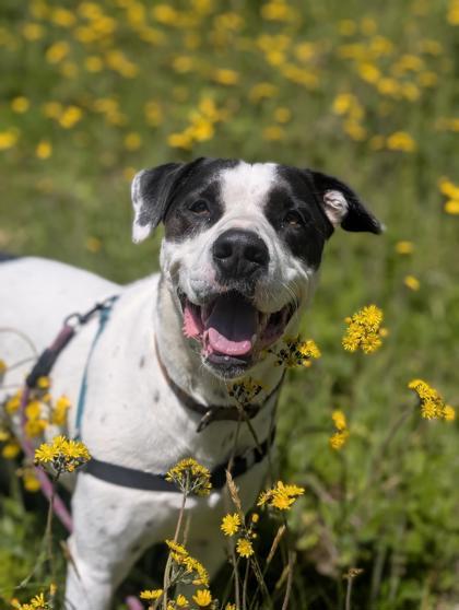 Enlarge Montague - `Monty`, a Adoptable mixed breed in Sultan, WA image 2/3