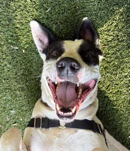 Enlarge Montague - `Monty`, a Adoptable mixed breed in Sultan, WA image 3/3