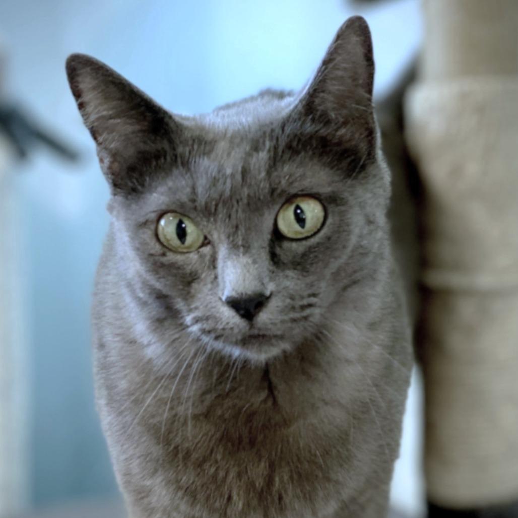 Enlarge Flower, a Adoptable Domestic Short Hair in Springfield, OR image 1/3