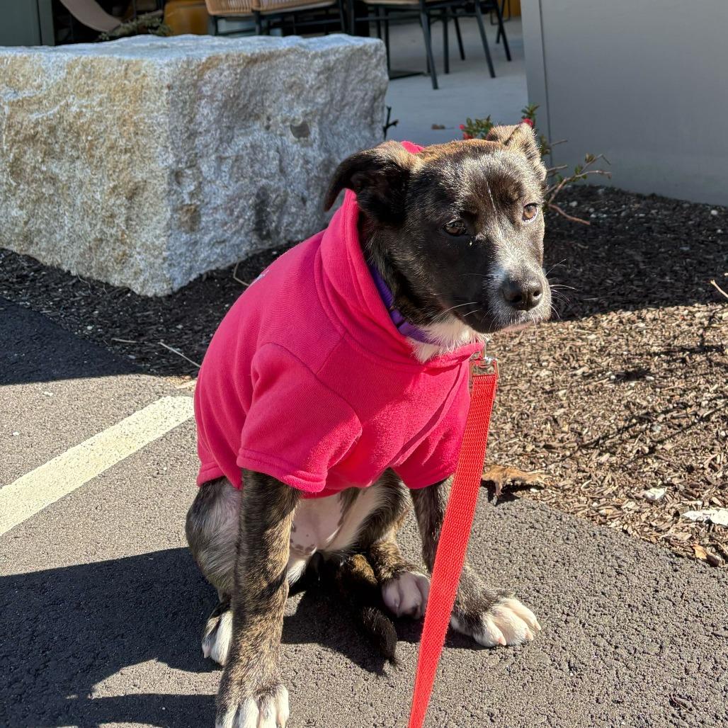 Flower, Adoptable, Puppy Female Mixed Breed.