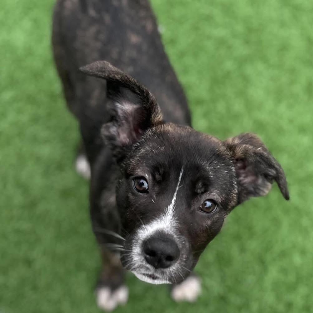 Enlarge Flower, a Adoptable Mixed Breed in Dover, NH image 1/2