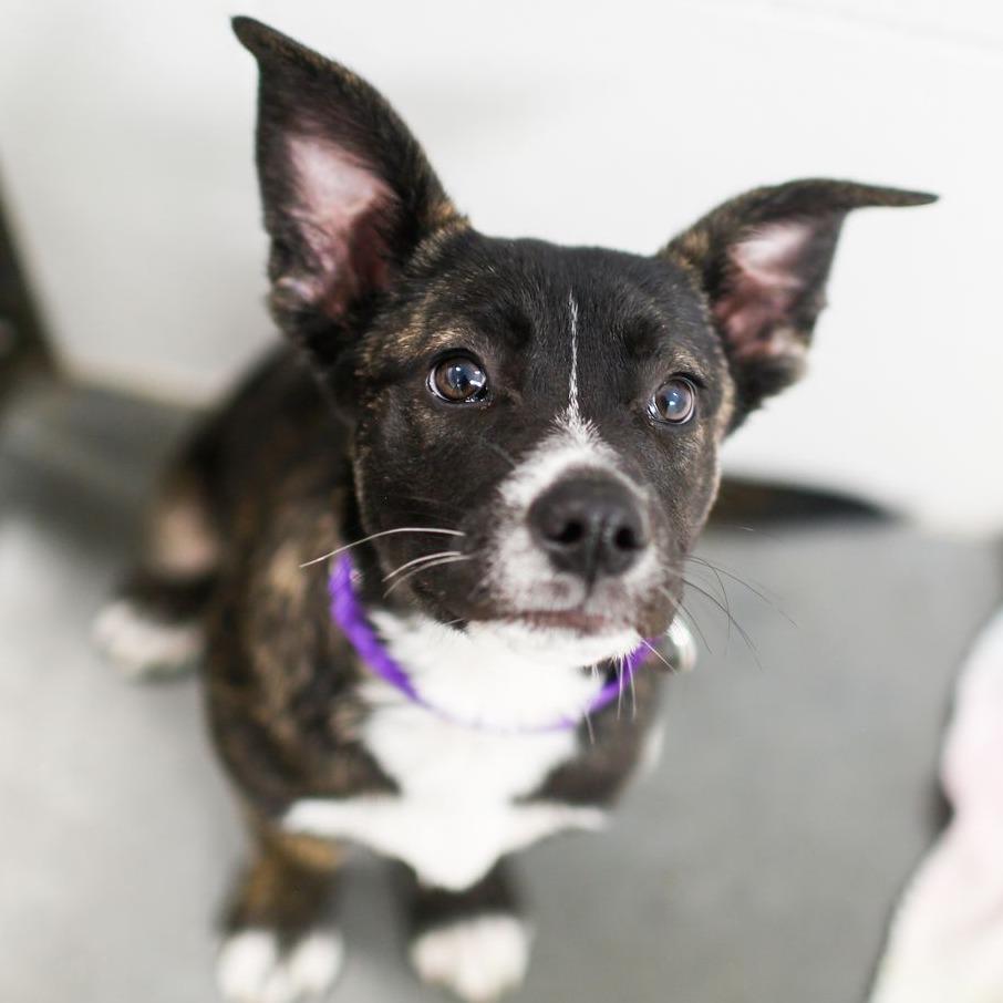 Enlarge Flower, a Adoptable Mixed Breed in Dover, NH image 2/2