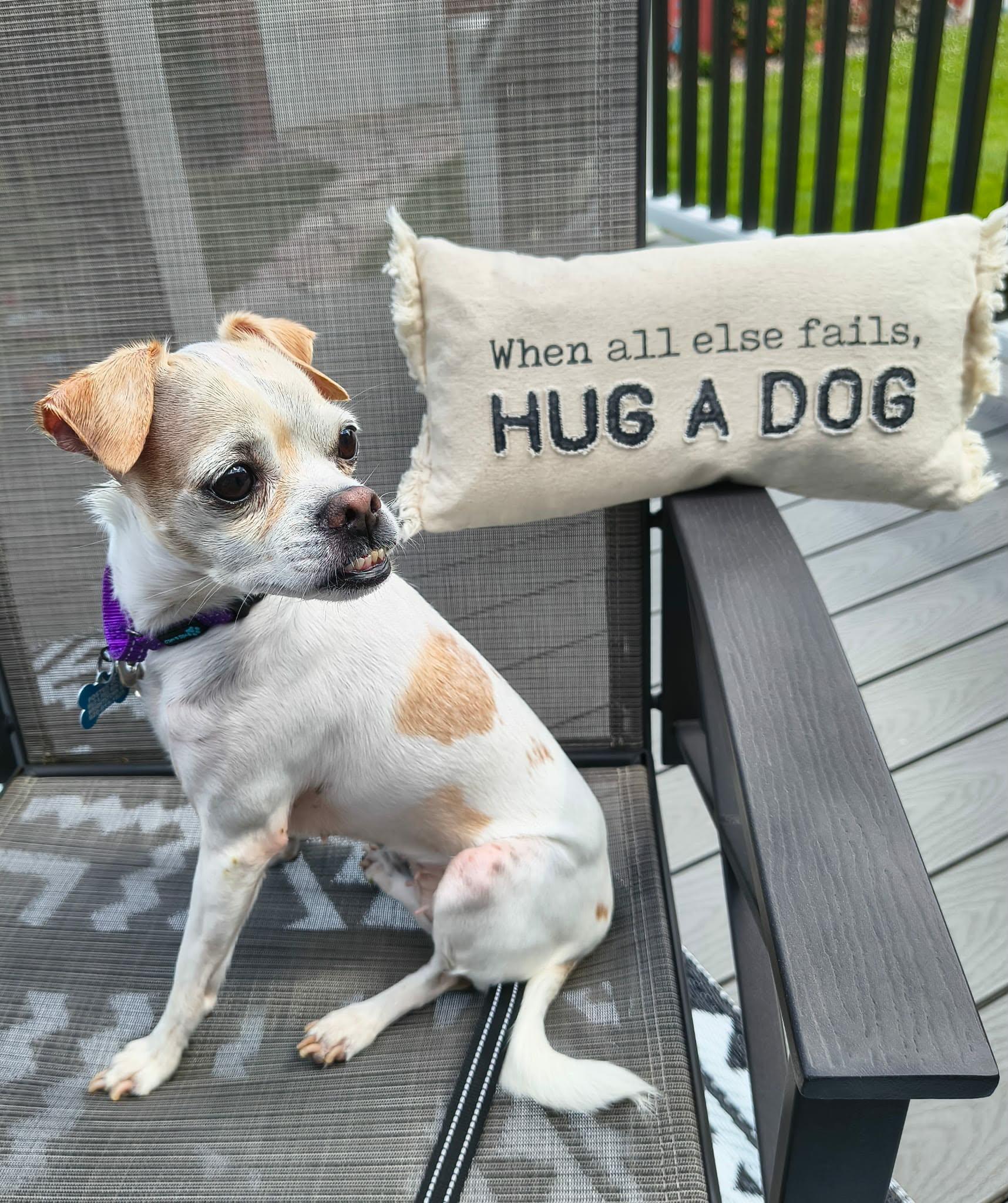 Edith, a ADOPTABLE mixed breed in De Pere, WI image 5/6