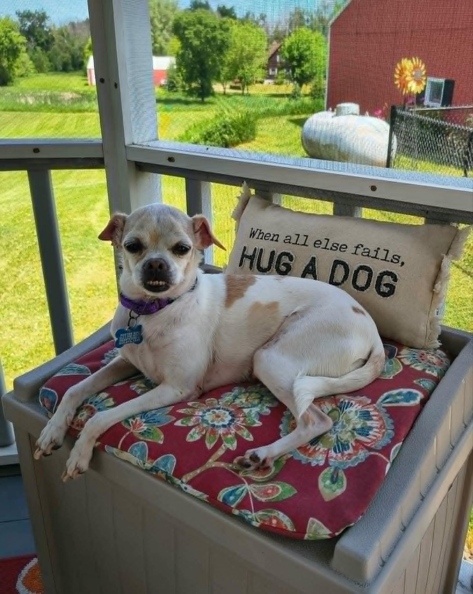 Edith, a ADOPTABLE mixed breed in De Pere, WI image 4/6