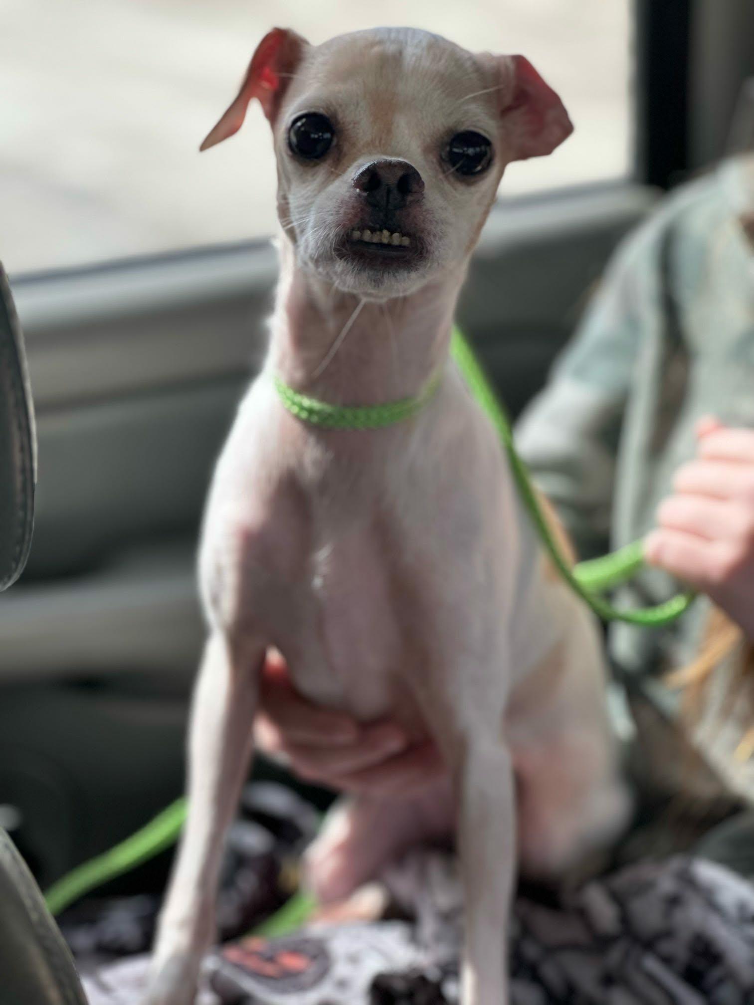 Enlarge Edith, a ADOPTABLE mixed breed in De Pere, WI image 4/6