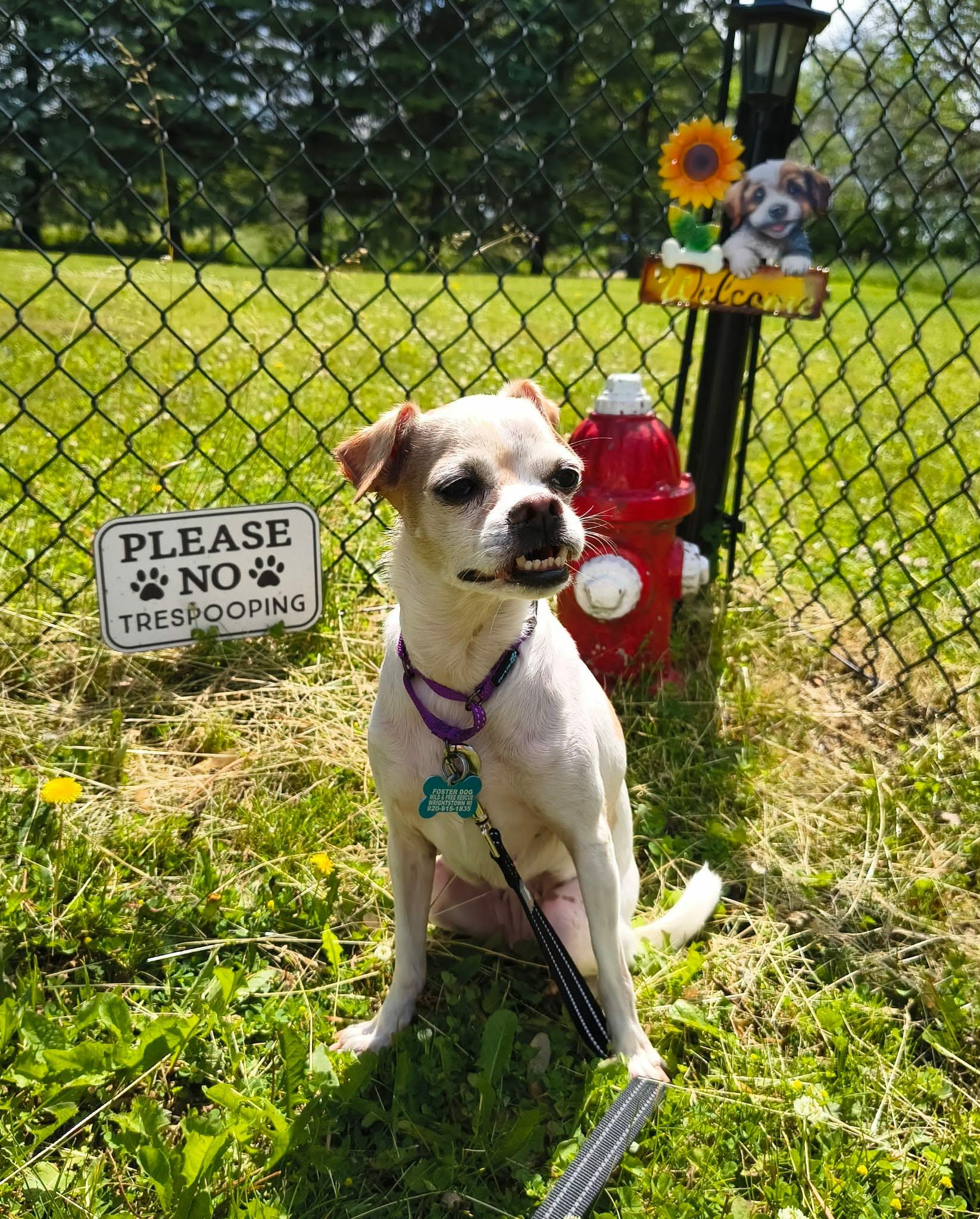 Edith, a ADOPTABLE mixed breed in De Pere, WI image 6/6
