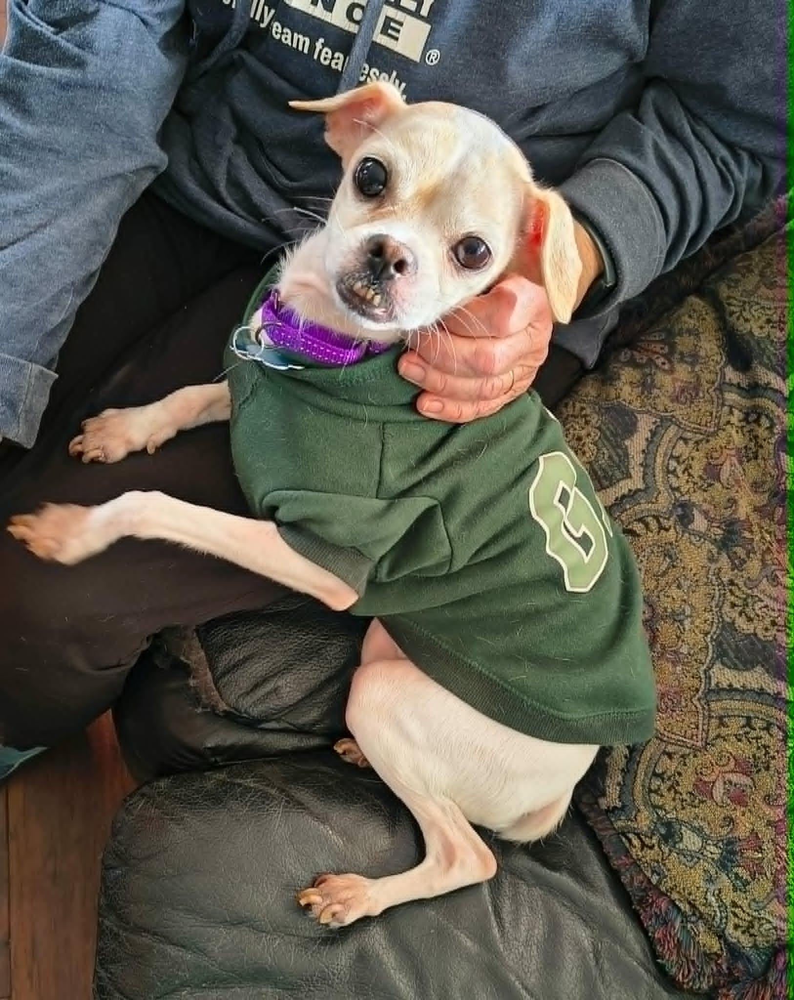 Enlarge Edith, a ADOPTABLE mixed breed in De Pere, WI image 3/6