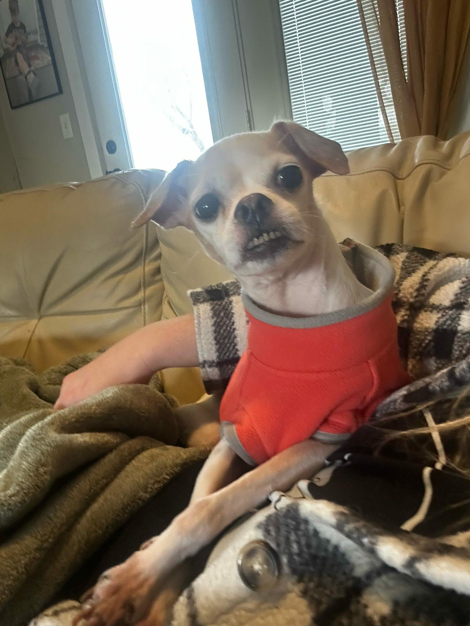 Enlarge Edith, a ADOPTABLE mixed breed in De Pere, WI image 2/6