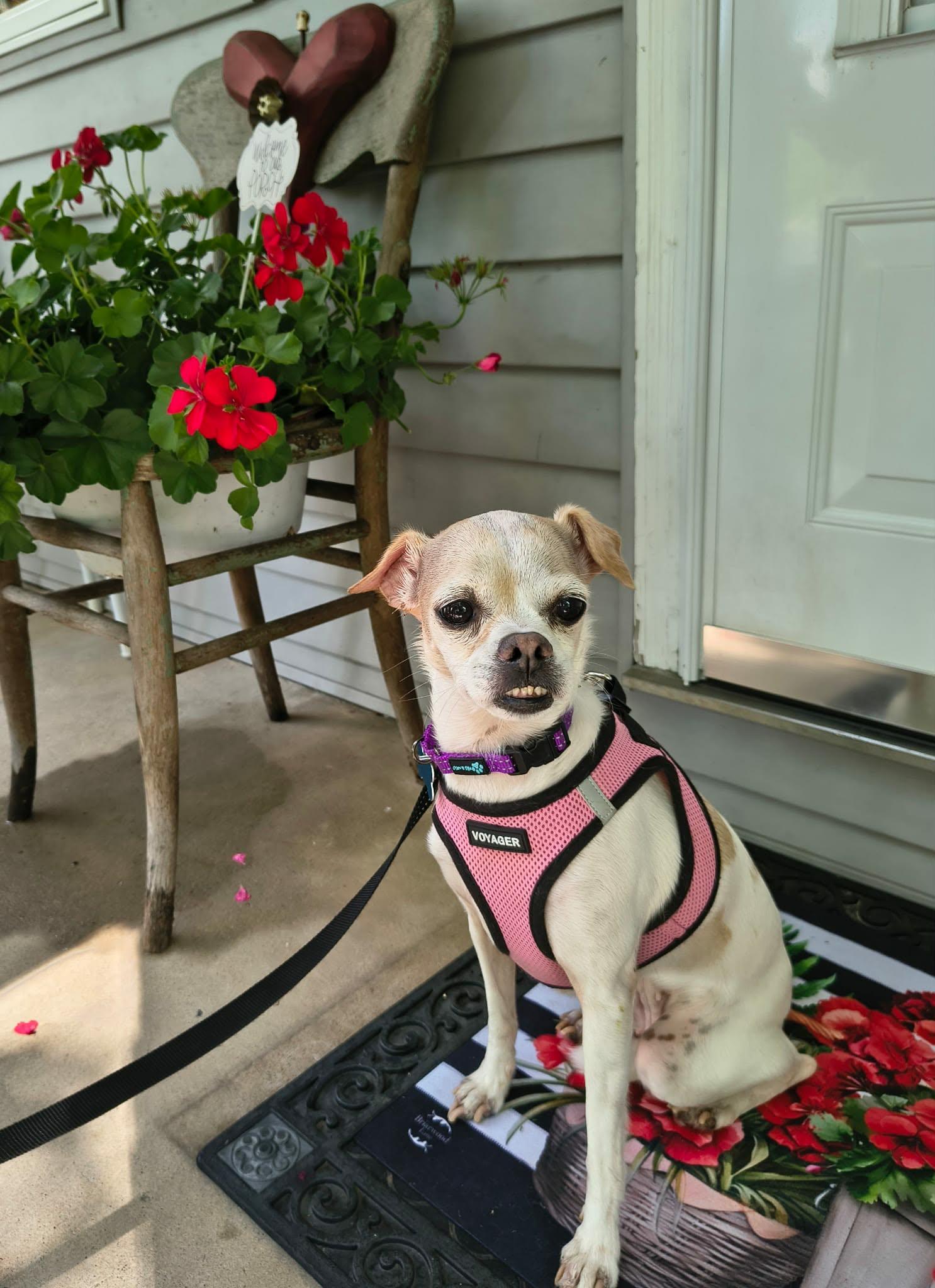 Edith, a ADOPTABLE mixed breed in De Pere, WI image 2/6