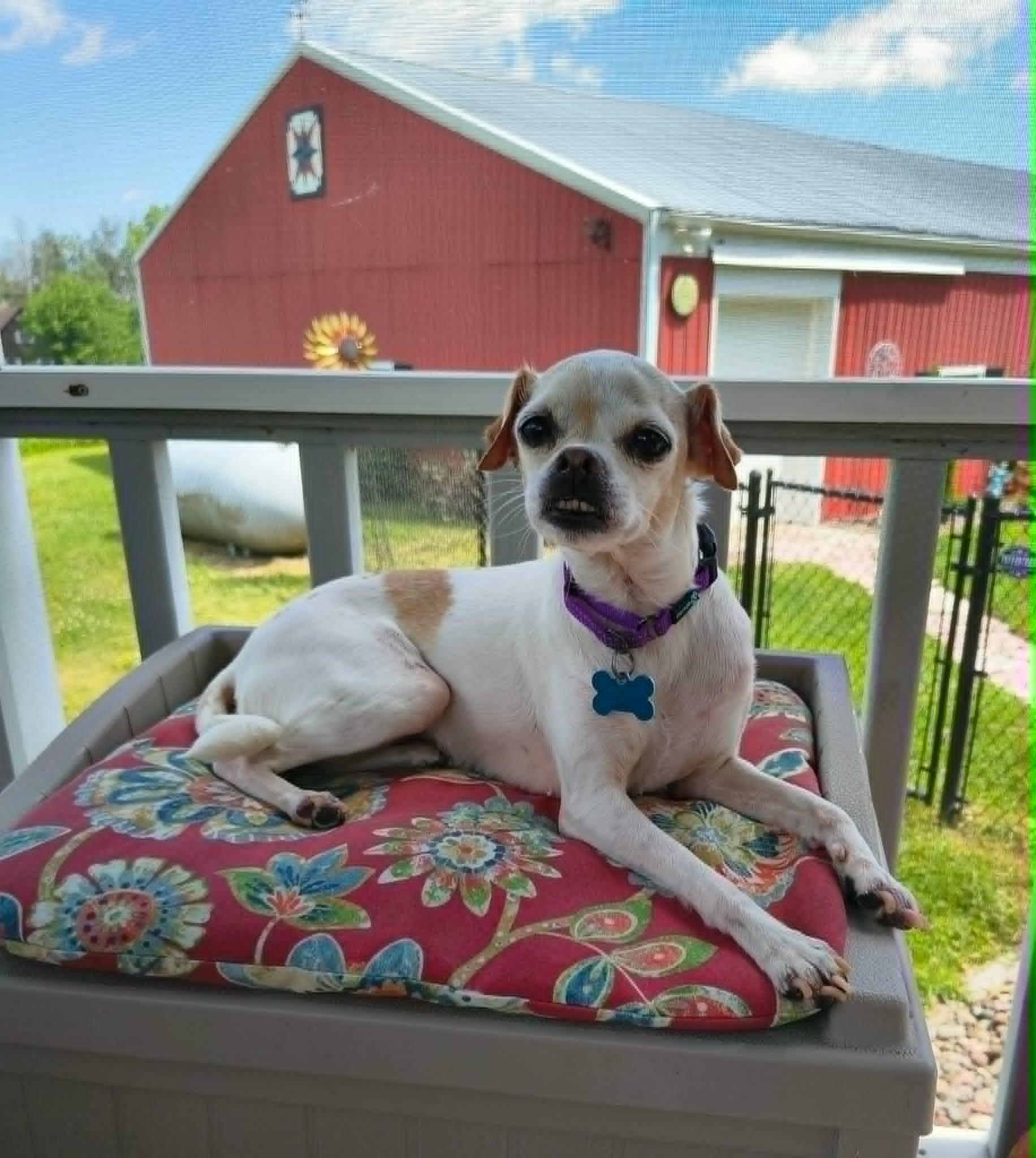 Edith, ADOPTABLE, Senior Female Chihuahua.