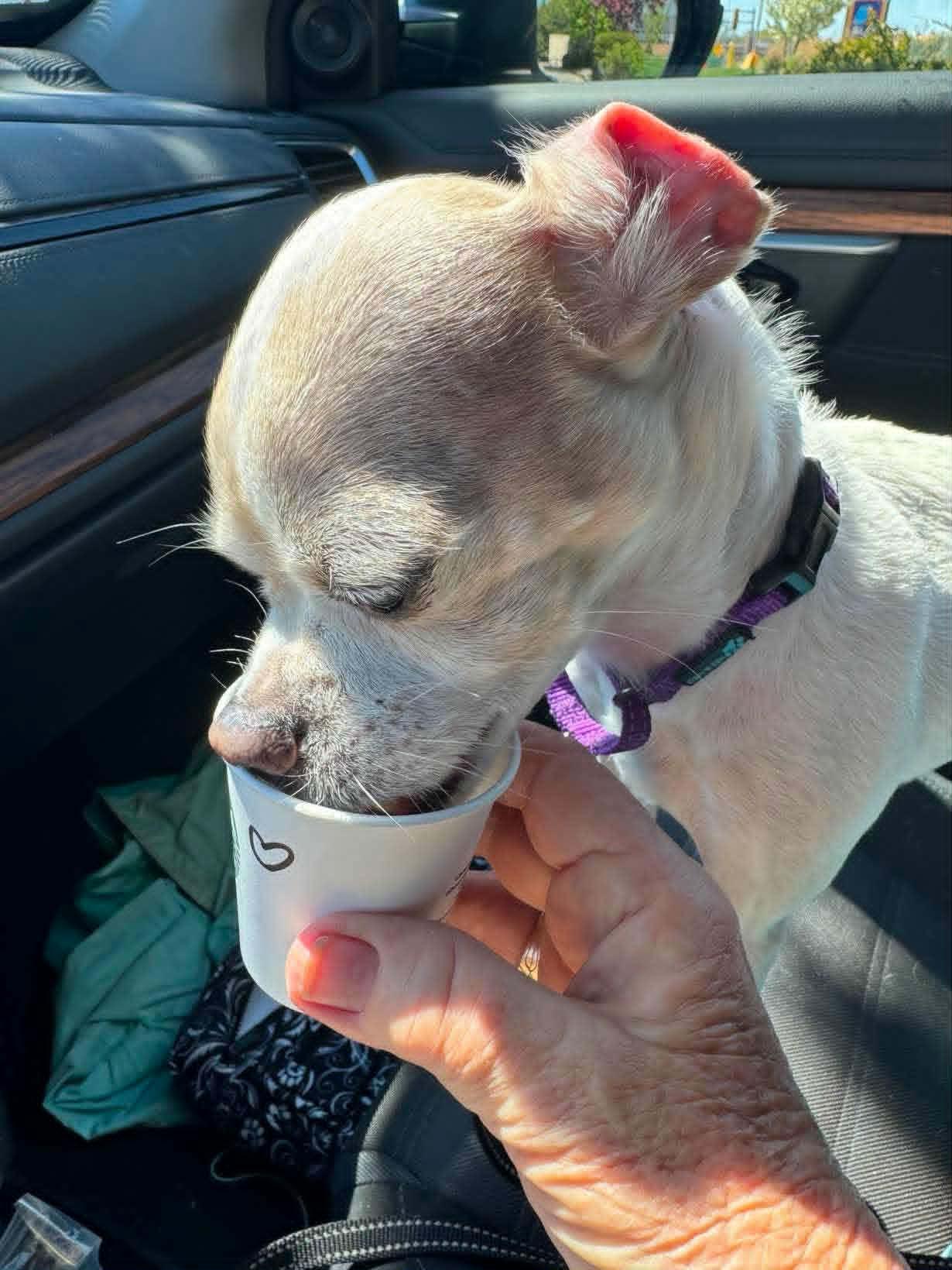 Edith, a ADOPTABLE mixed breed in De Pere, WI image 3/6