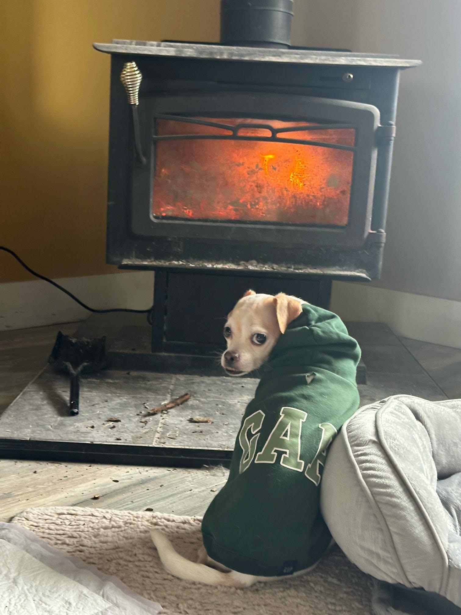 Enlarge Edith, a ADOPTABLE mixed breed in De Pere, WI image 5/6
