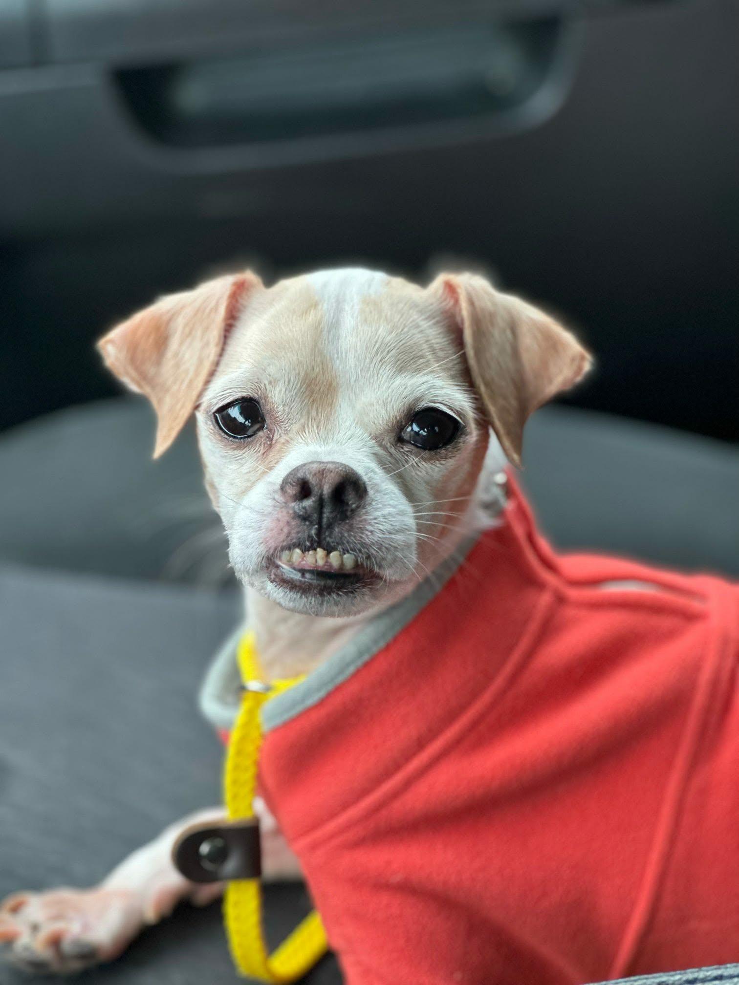 Edith, ADOPTABLE, Senior Female Chihuahua.