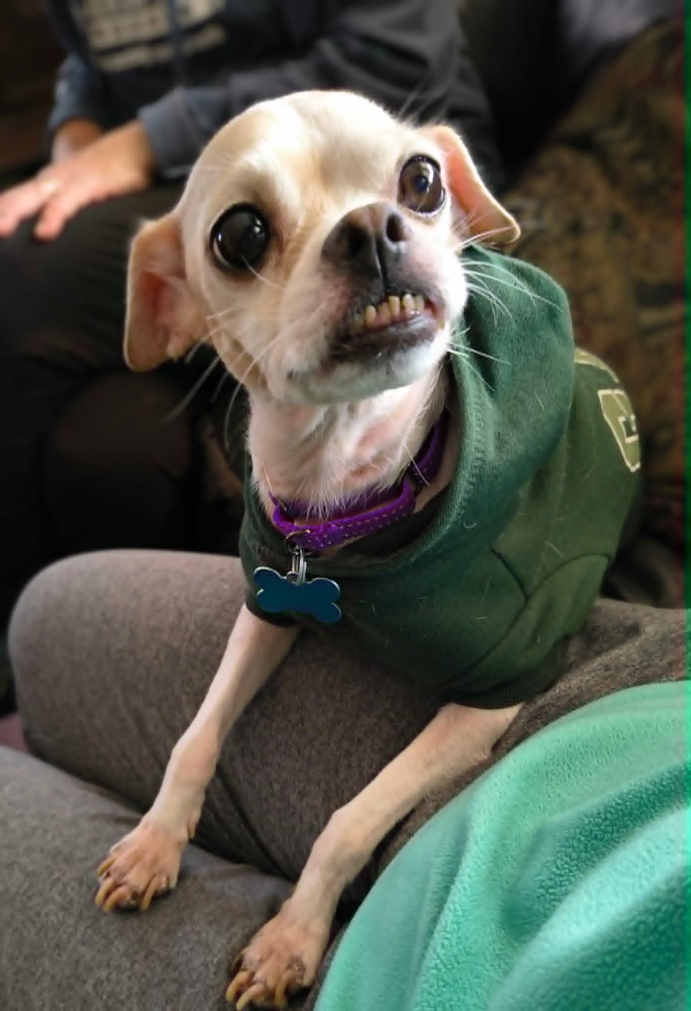 Edith, ADOPTABLE, Senior Female Chihuahua.