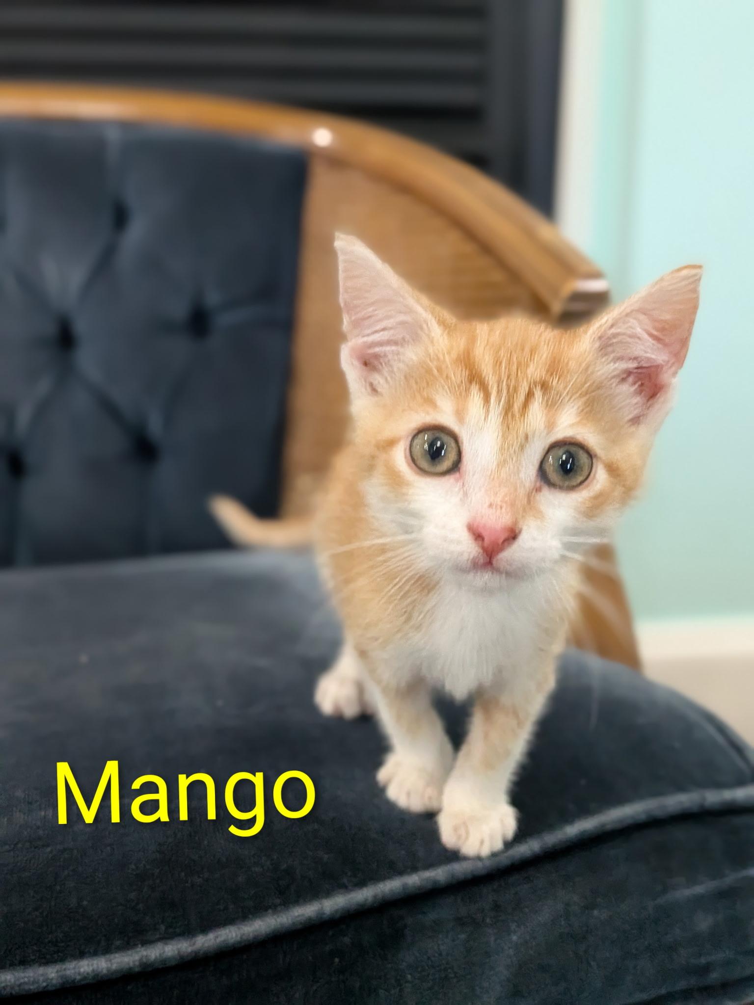 Mango, adopted, Kitten Male Domestic Short Hair.