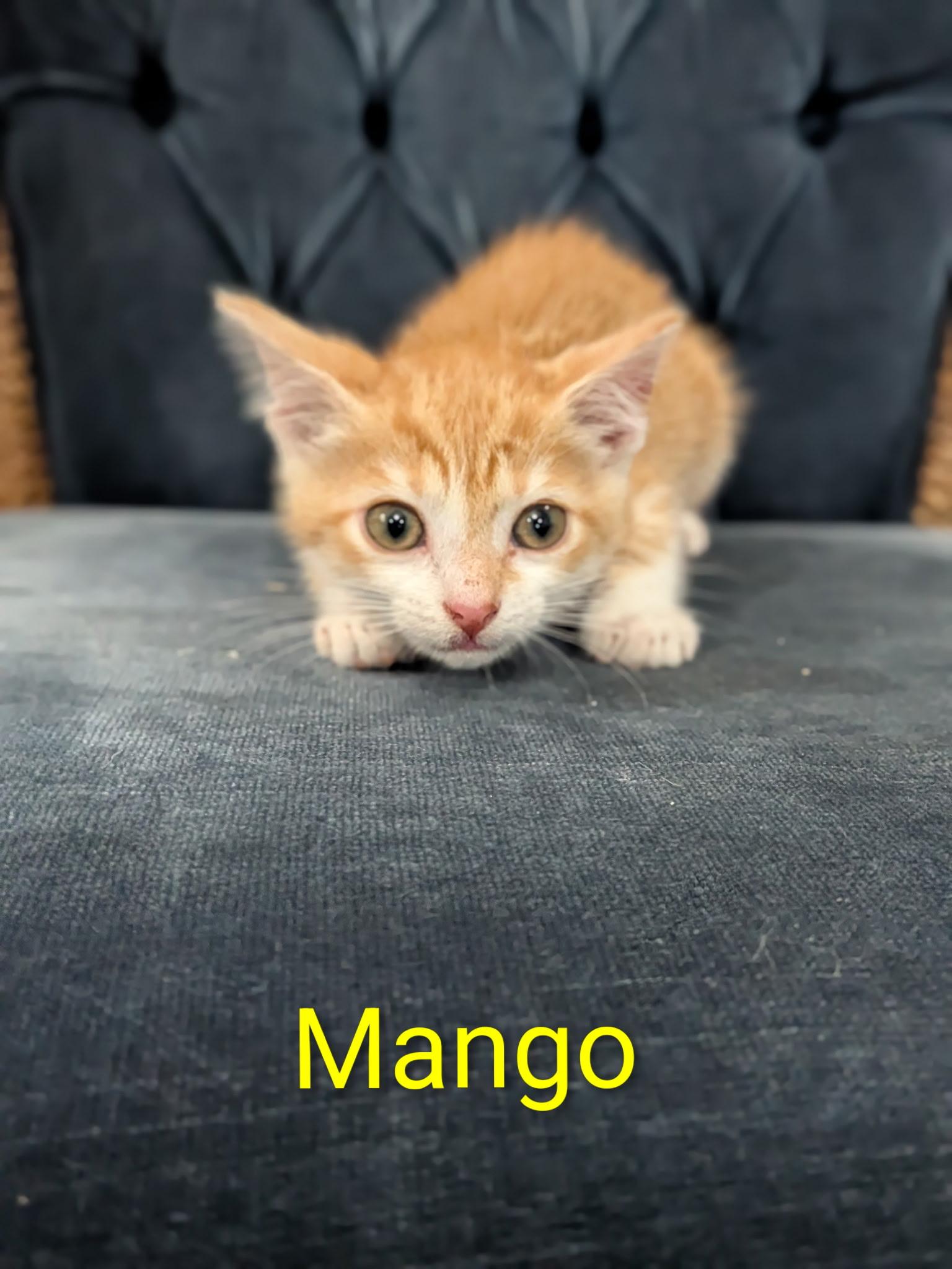 Mango, an adopted Domestic Short Hair in Malden, MA image 2/2