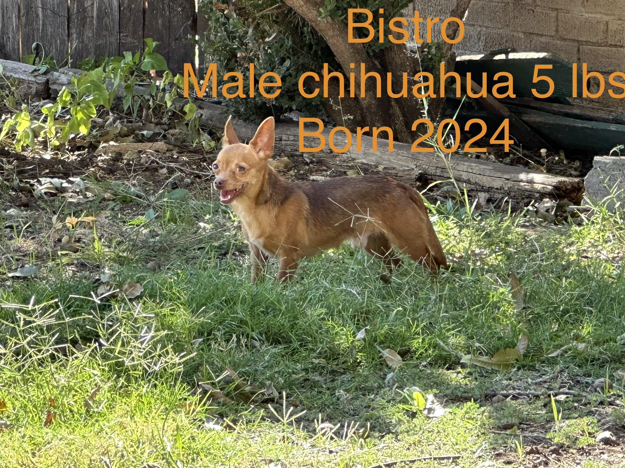 Enlarge Bistro, a ADOPTABLE Chihuahua in San Angelo, TX image 2/2