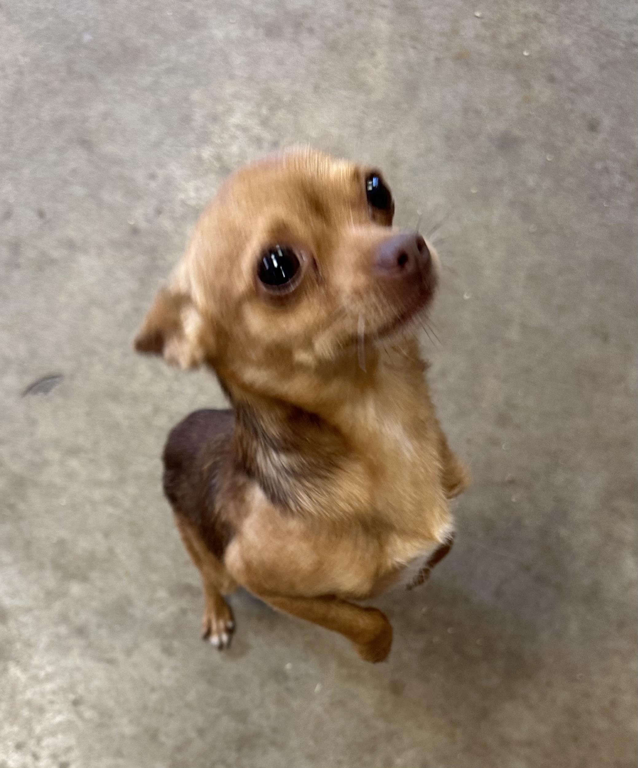 Enlarge Bistro, a ADOPTABLE Chihuahua in San Angelo, TX image 1/2