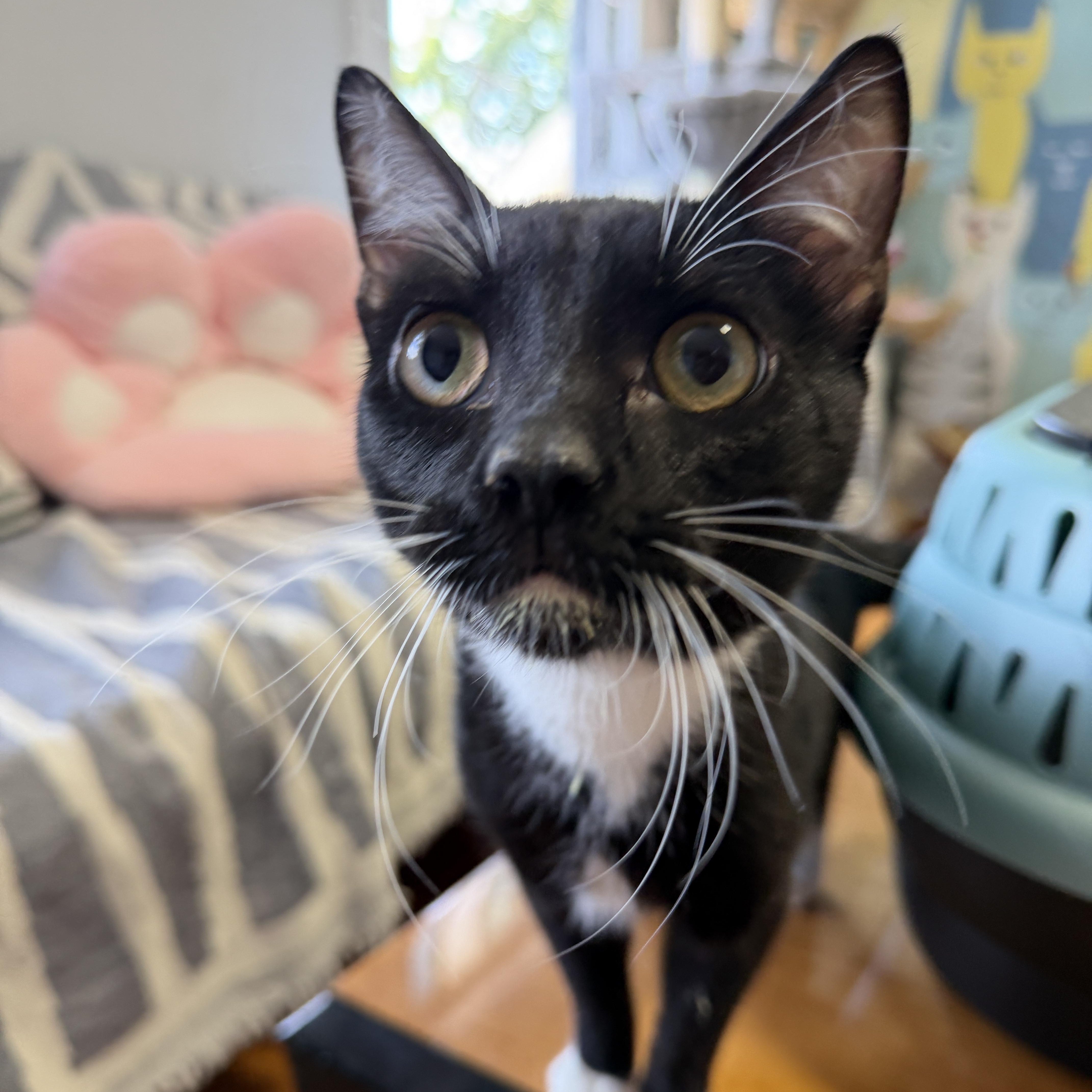 Enlarge Ping, a ADOPTABLE Domestic Short Hair in Roanoke, VA image 1/1