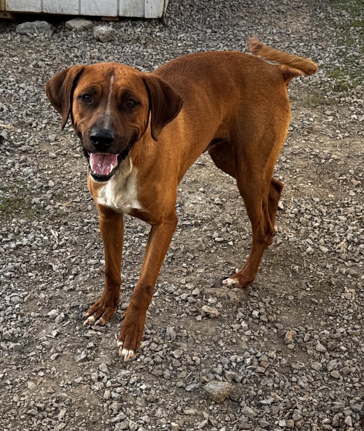 Enlarge radar, a ADOPTABLE mixed breed in Rogersville, TN image 3/4