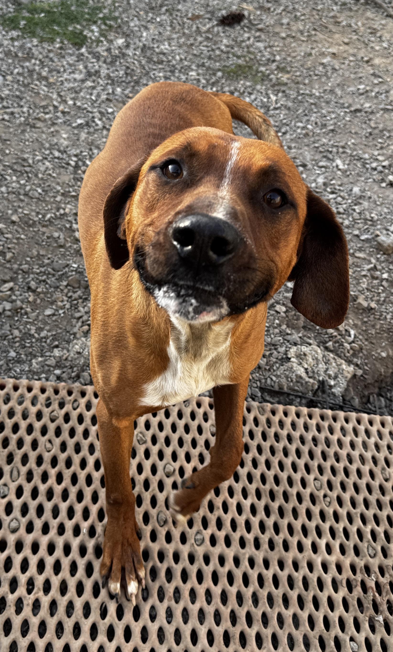 Enlarge radar, a ADOPTABLE mixed breed in Rogersville, TN image 4/4