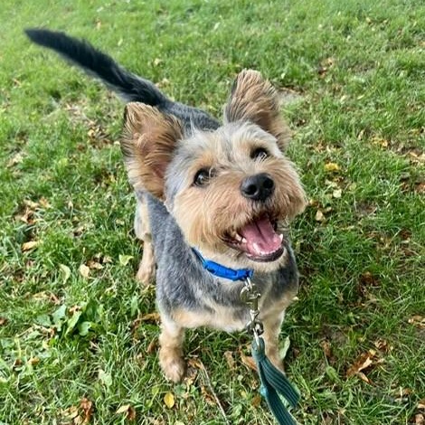 Reggie, an adoptable Yorkshire Terrier in Williston, VT, 05495 | Photo Image 4