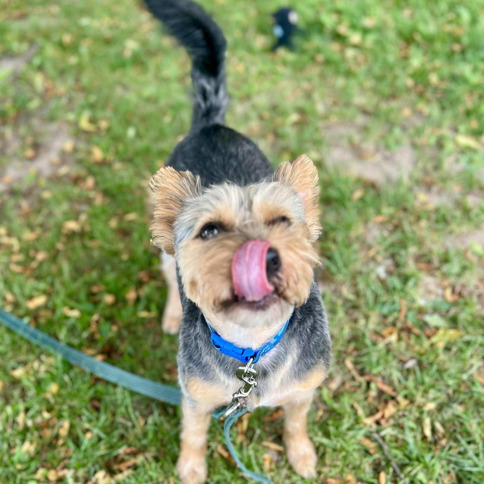 Reggie, an adoptable Yorkshire Terrier in Williston, VT, 05495 | Photo Image 2