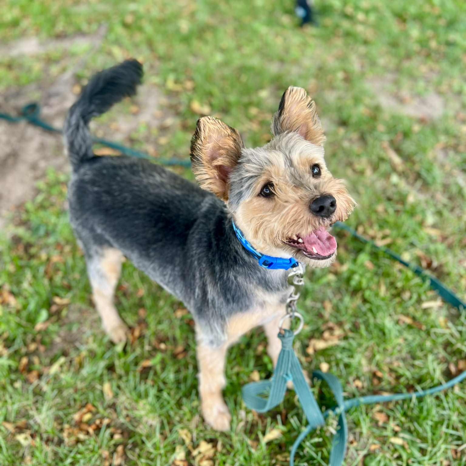 Reggie, an adoptable Yorkshire Terrier in Williston, VT, 05495 | Photo Image 1