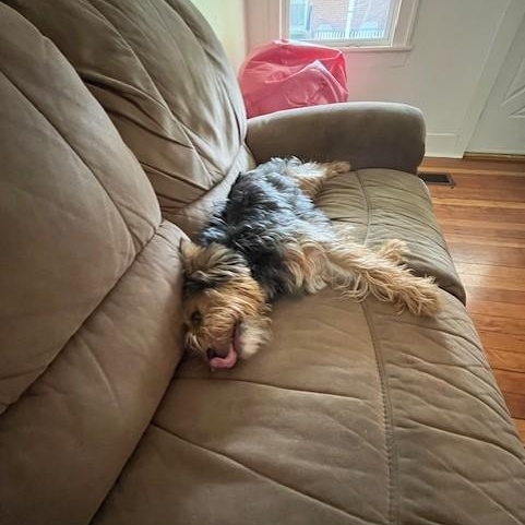 Reggie, an adoptable Yorkshire Terrier in Williston, VT, 05495 | Photo Image 3