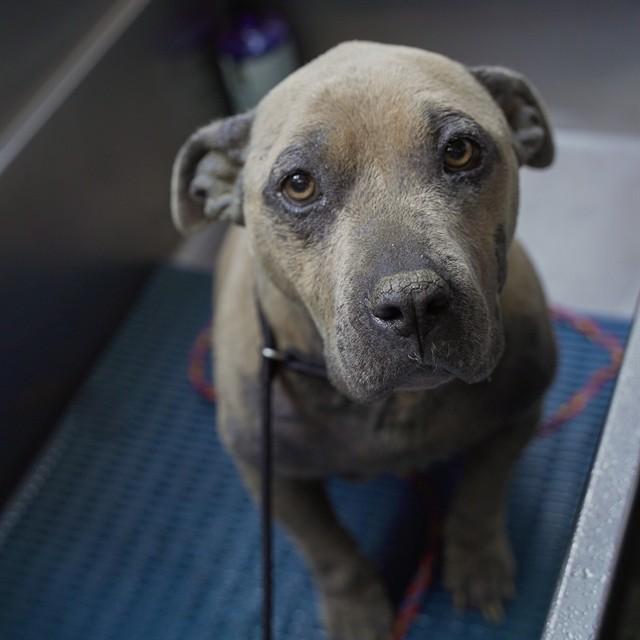 Enlarge GLINDA, a Adoptable Pit Bull Terrier in Sacramento, CA image 1/1