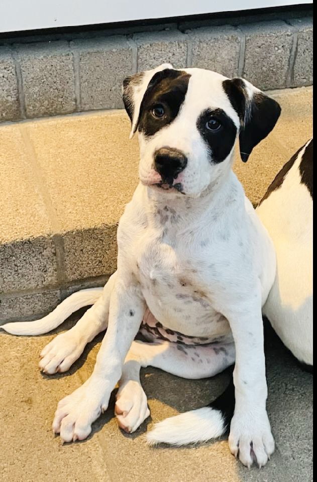 Dee Dee, Adoptable, Adult Female Dalmatian.
