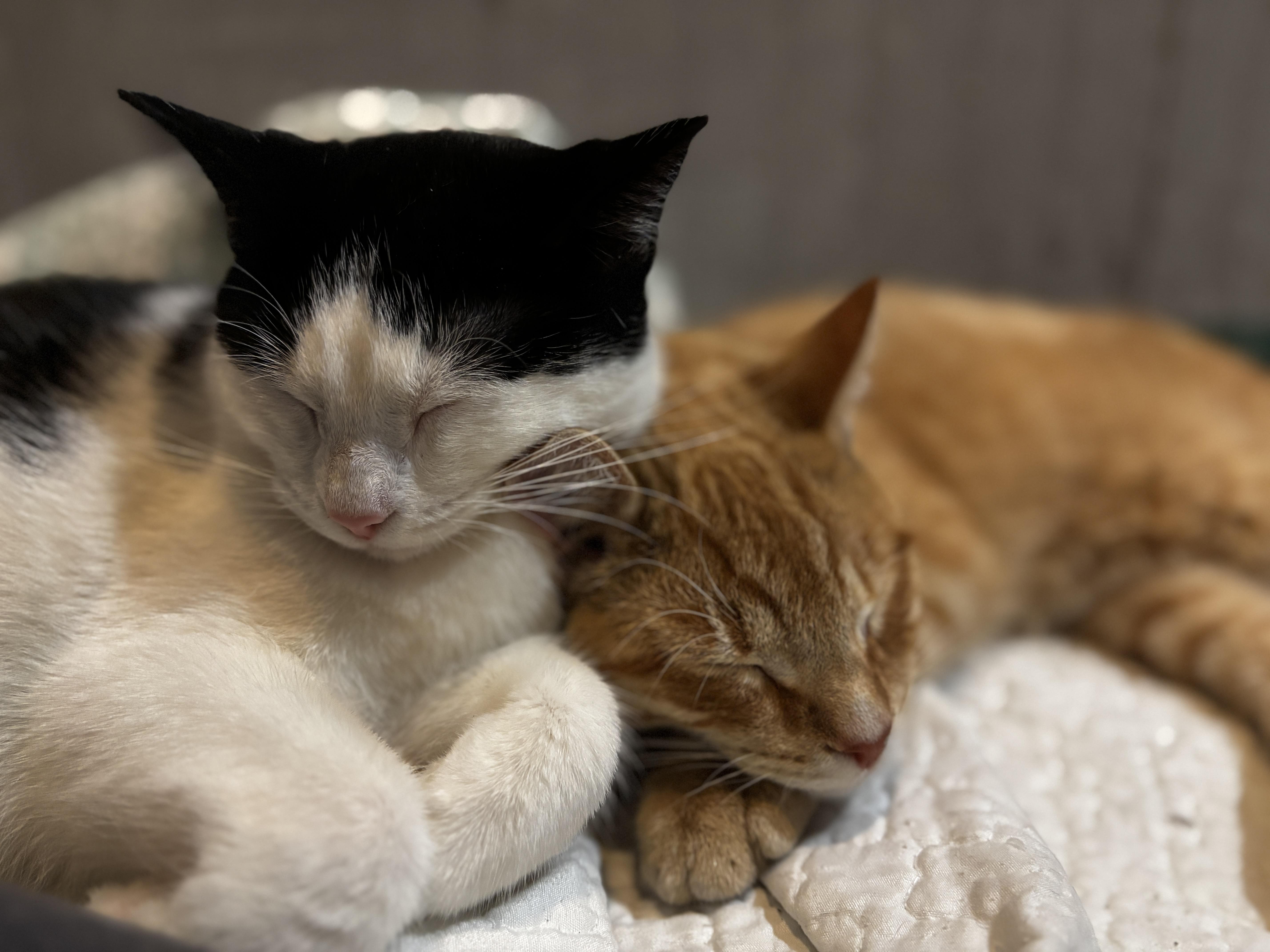 YALE, ADOPTABLE, Kitten Male Domestic Short Hair.