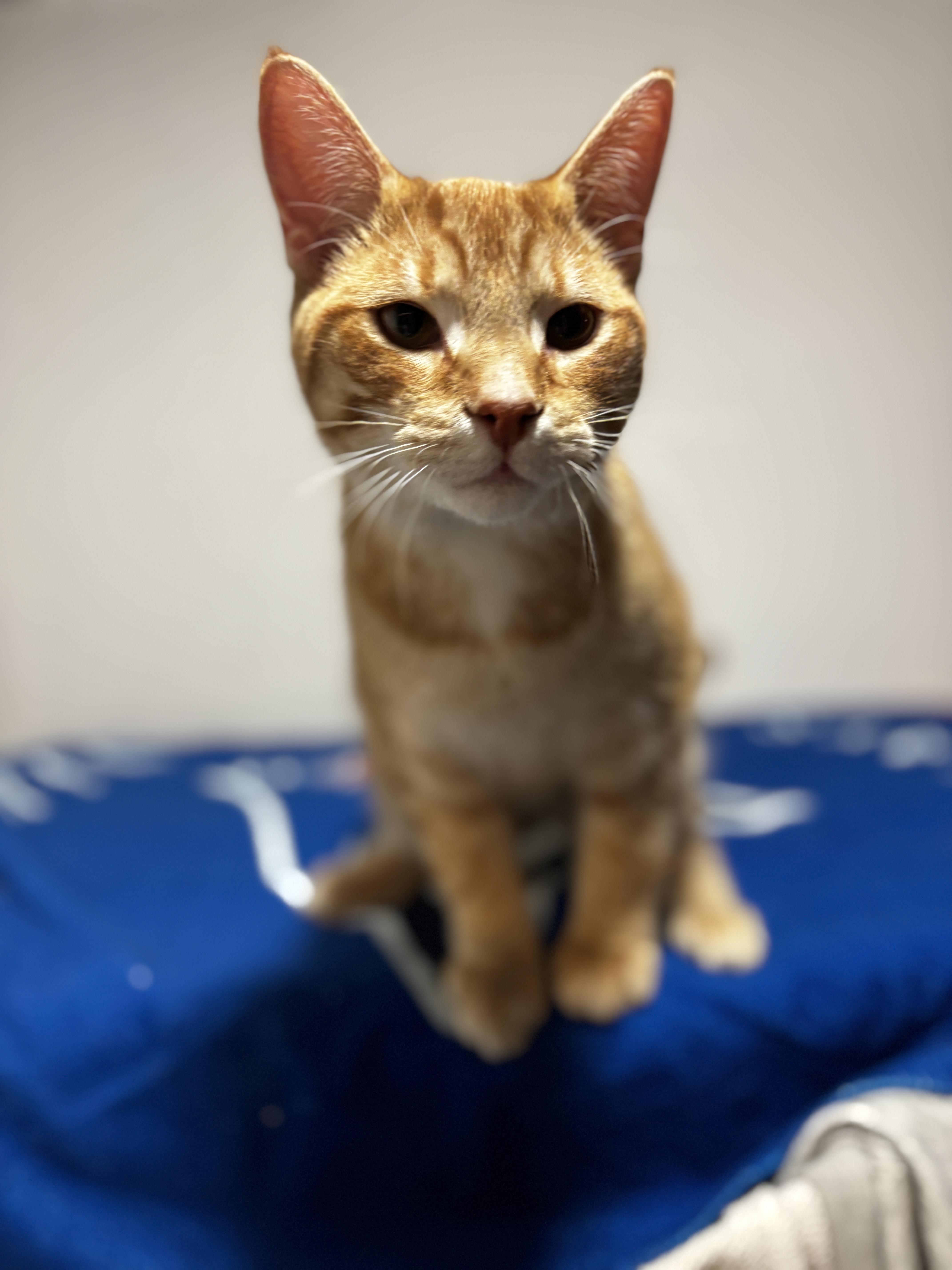 Enlarge YALE, a ADOPTABLE Domestic Short Hair in Shakespeare, ON image 2/6