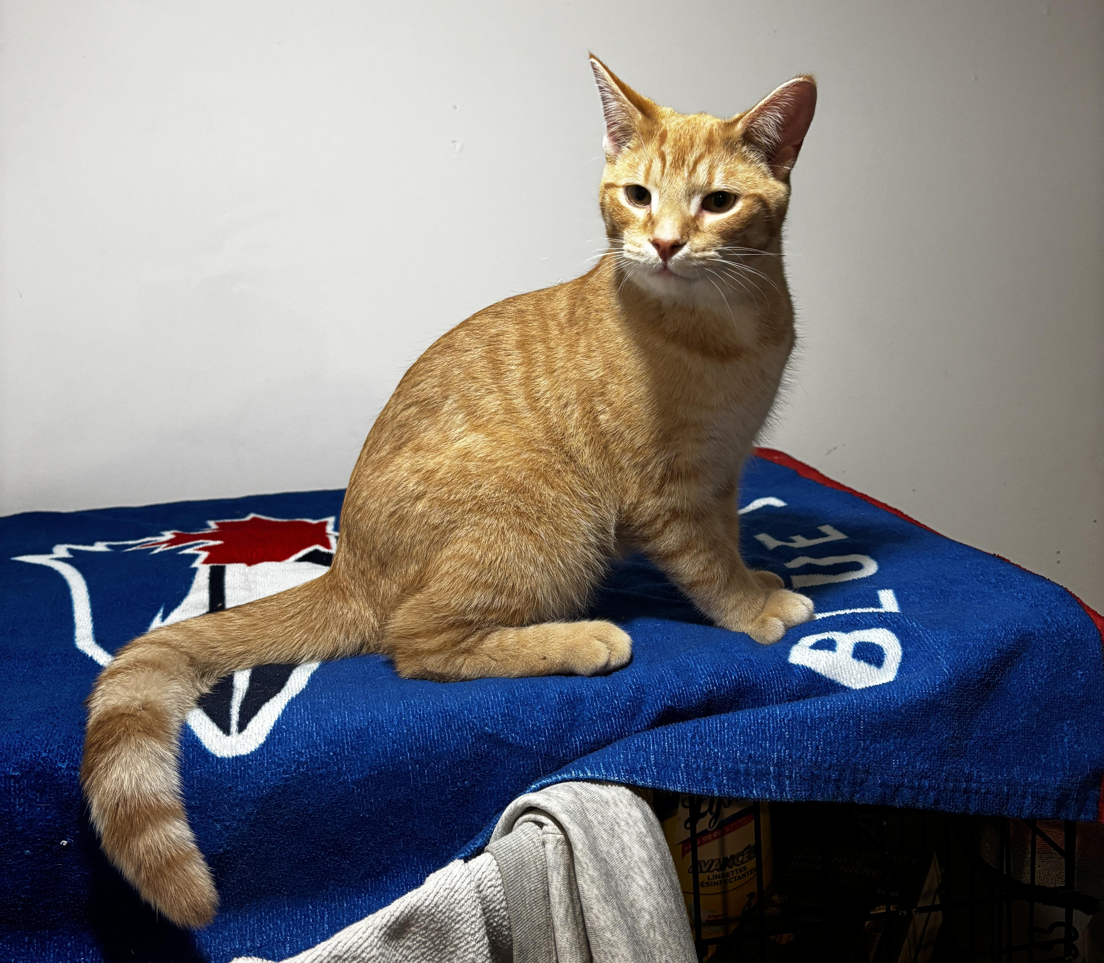 Enlarge YALE, a ADOPTABLE Domestic Short Hair in Shakespeare, ON image 6/6