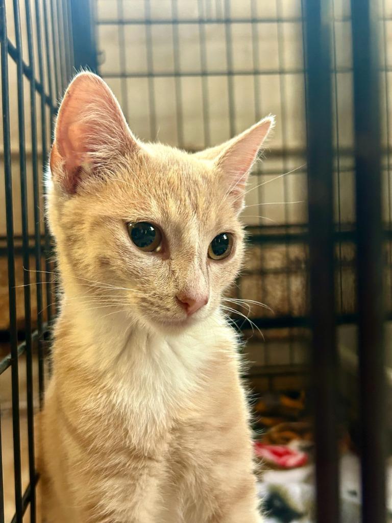 ROMEO, Adopted, Young Male Domestic Short Hair.
