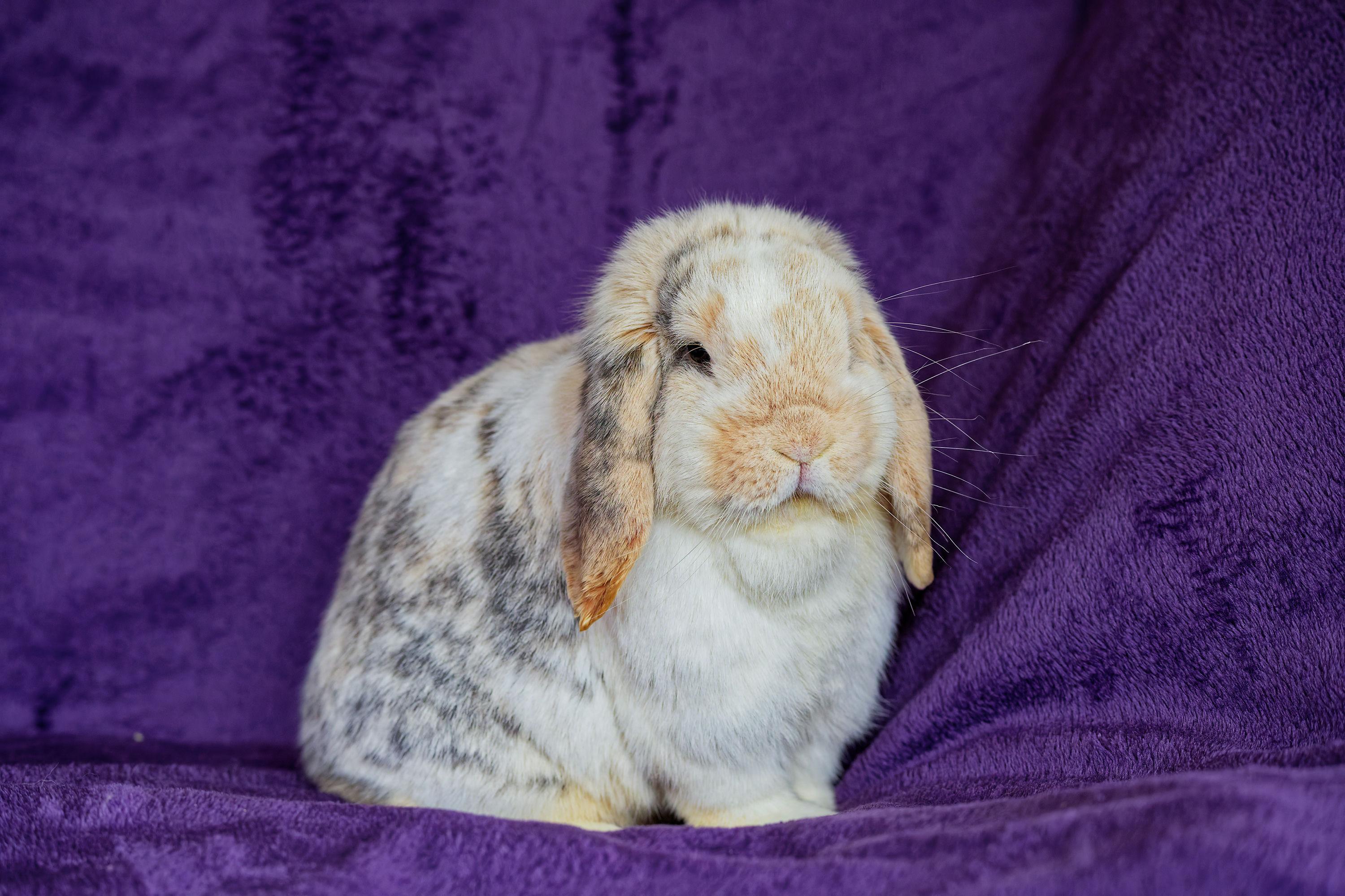 Blake, Adopted, Adult Male Mini Lop.
