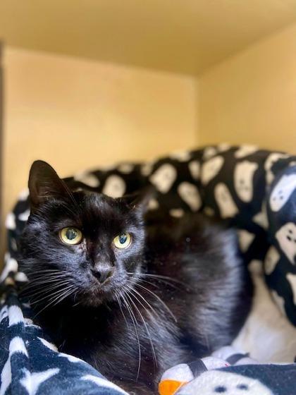 KitKat, Senior Male unknown